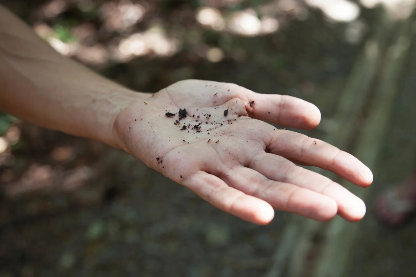 A hand holding dark soil or dirt in a forested area.