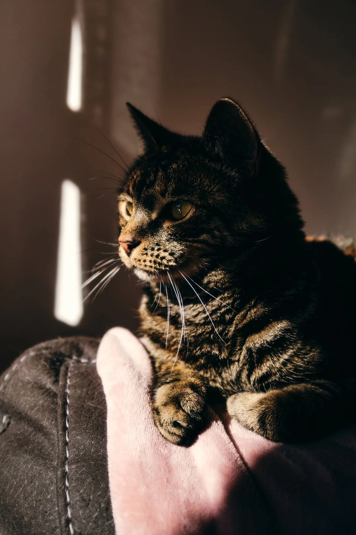 A tabby cat with green eyes resting on a soft pink and gray blanket near a window with vertical blinds, sunlight casting on its face.