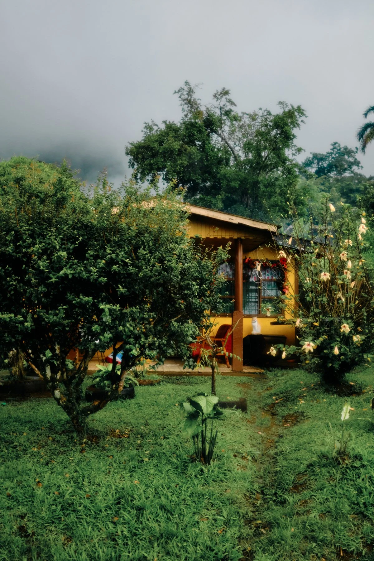 A small yellow house surrounded by lush green plants and trees, with a rainy day sky overhead.