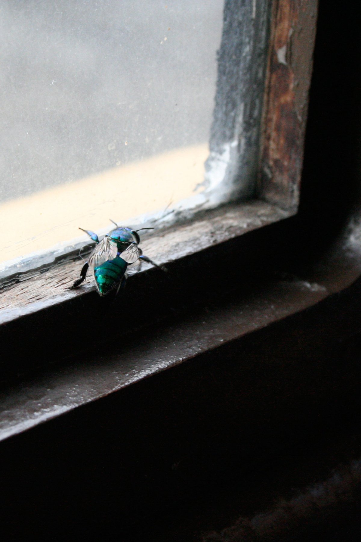 A close-up of a metallic green and black bee on a weathered window frame.