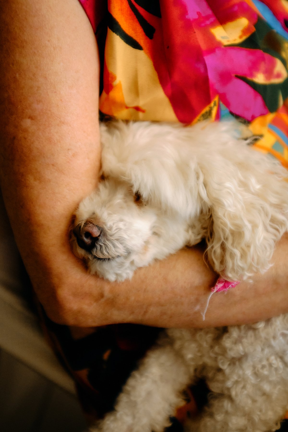 A small white dog with curly fur sleeping peacefully in a person's arms, with the person wearing a floral or colorful patterned garment.