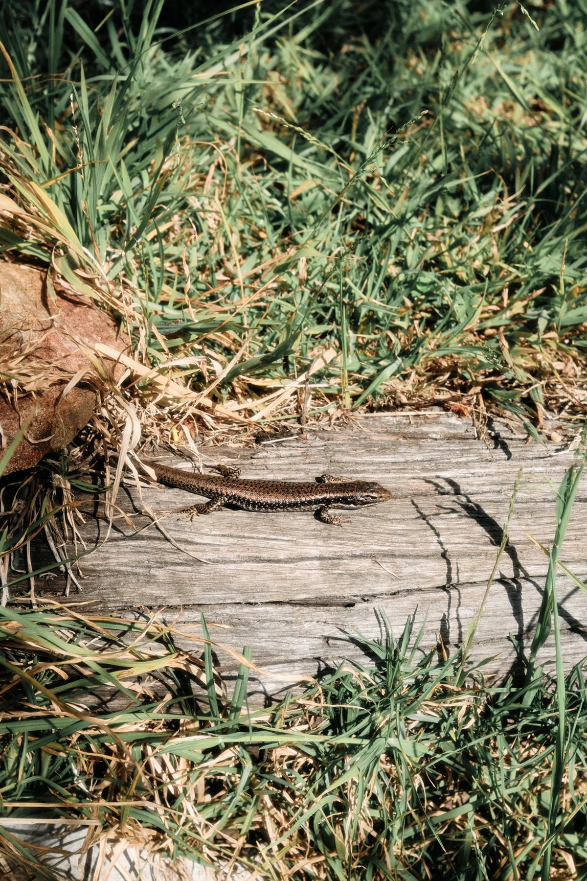 A small lizard on a weathered wooden surface surrounded by green and dried grass.