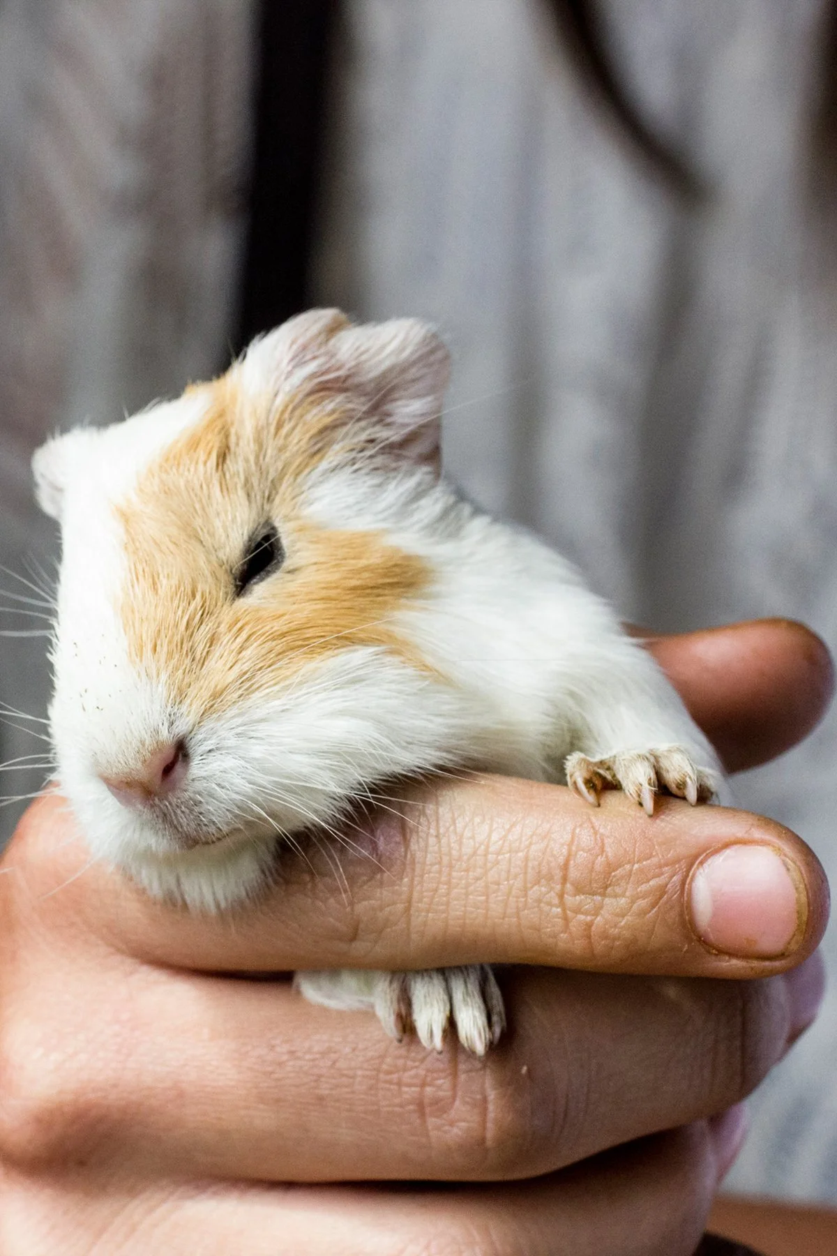 A person holding a small, sleeping guinea pig with closed eyes, white and light brown fur, and tiny paws in a gentle grip.