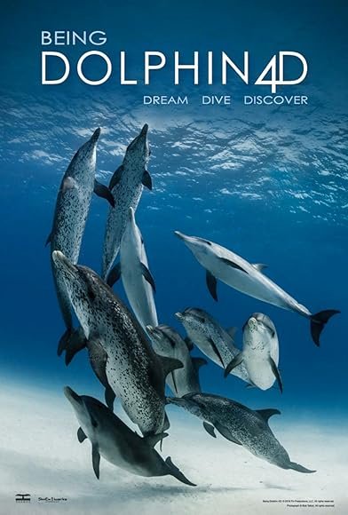 Being Dolphin 4D