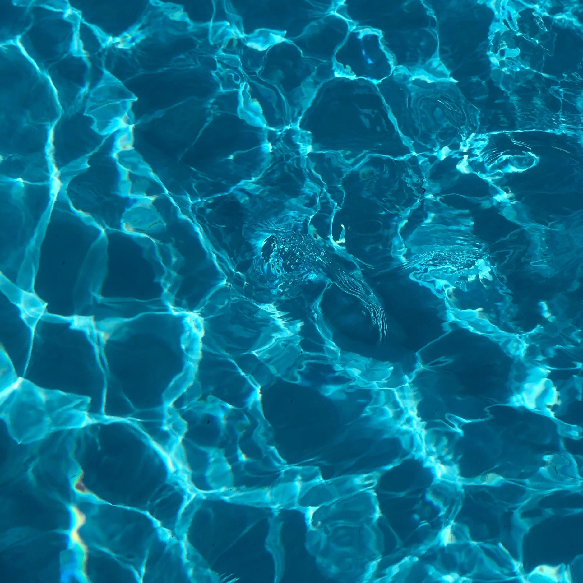 Cool Off in Style: The Best Hotel Pools and Resorts in Charlotte