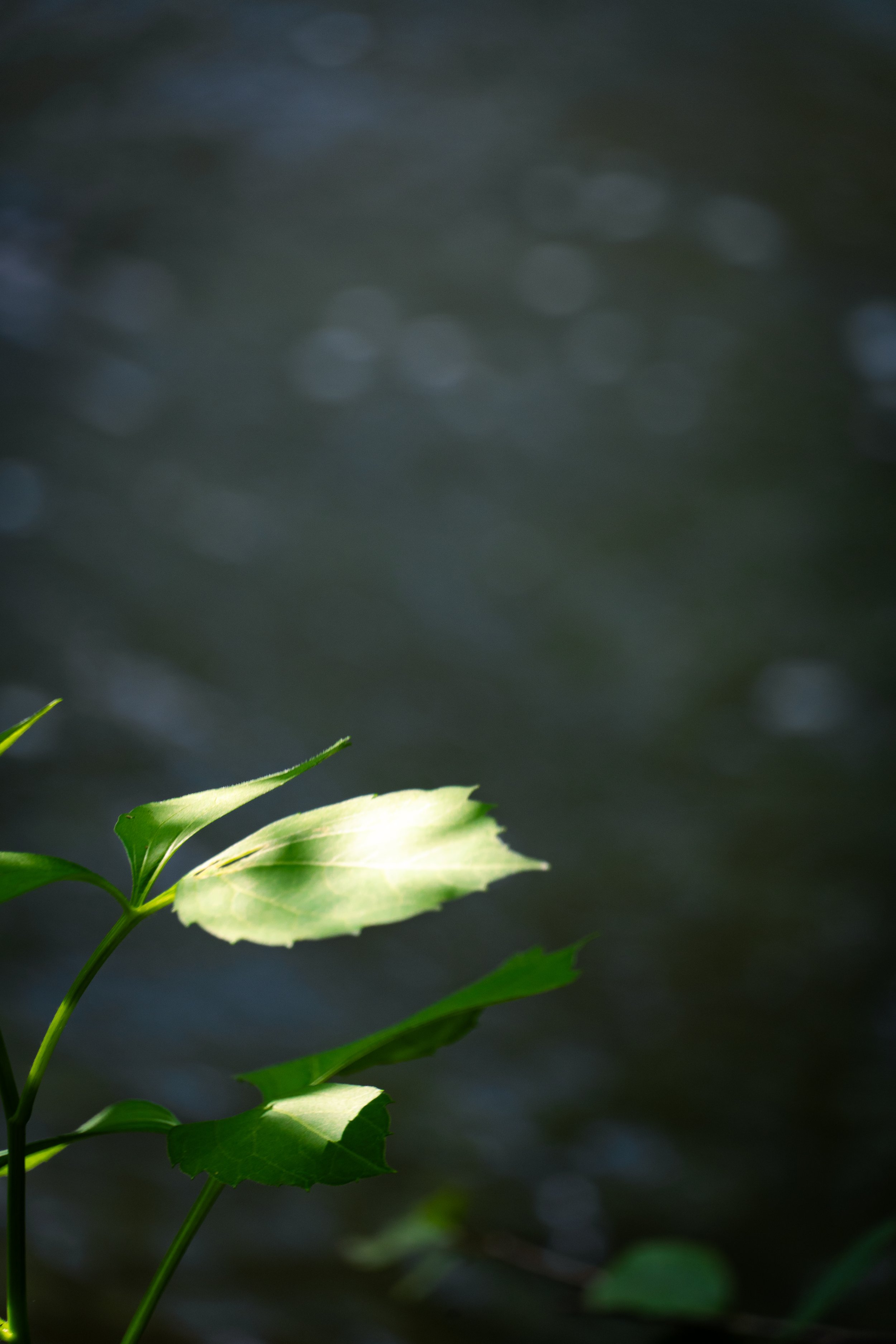 DSC07278.jpg