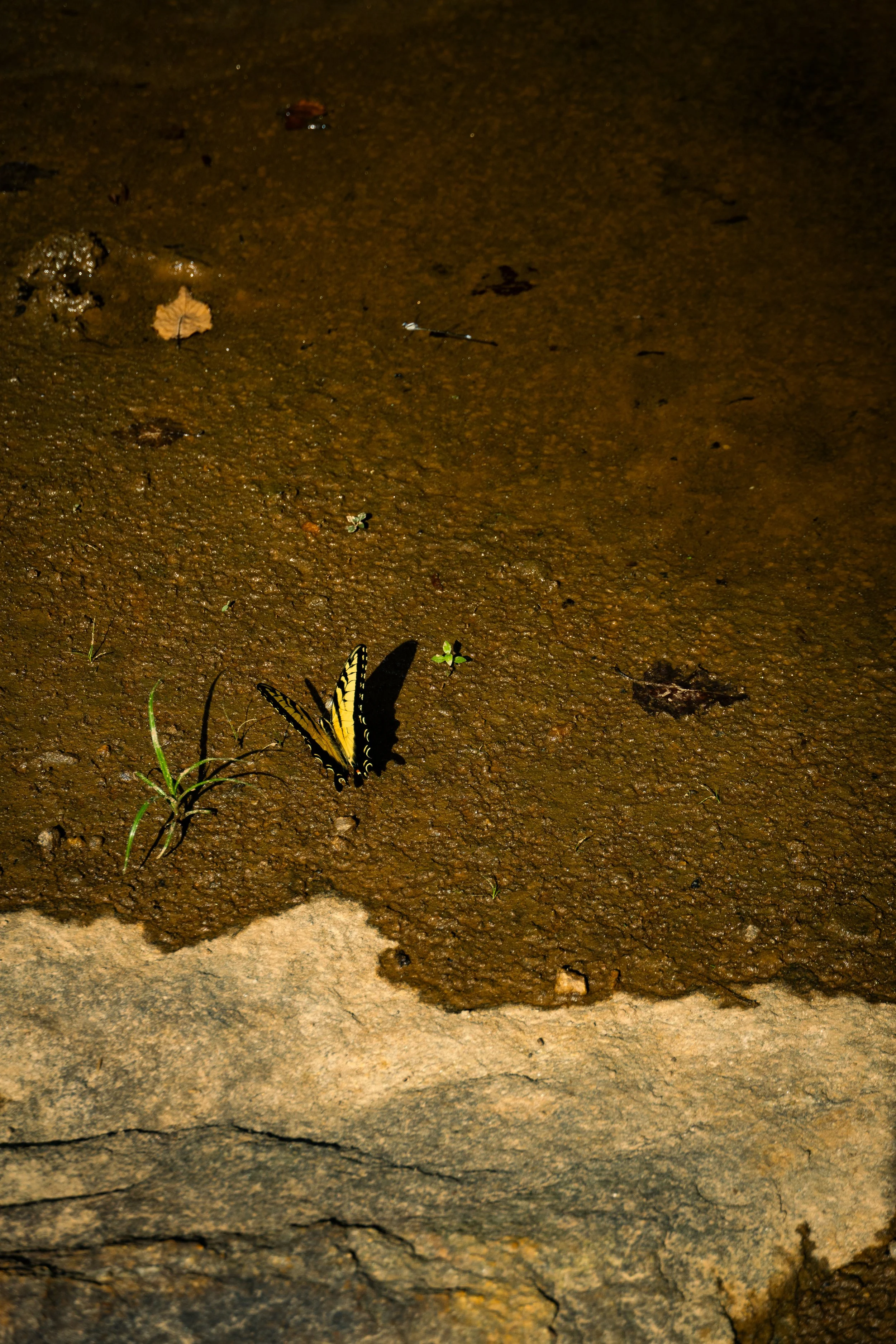 DSC07379.jpg