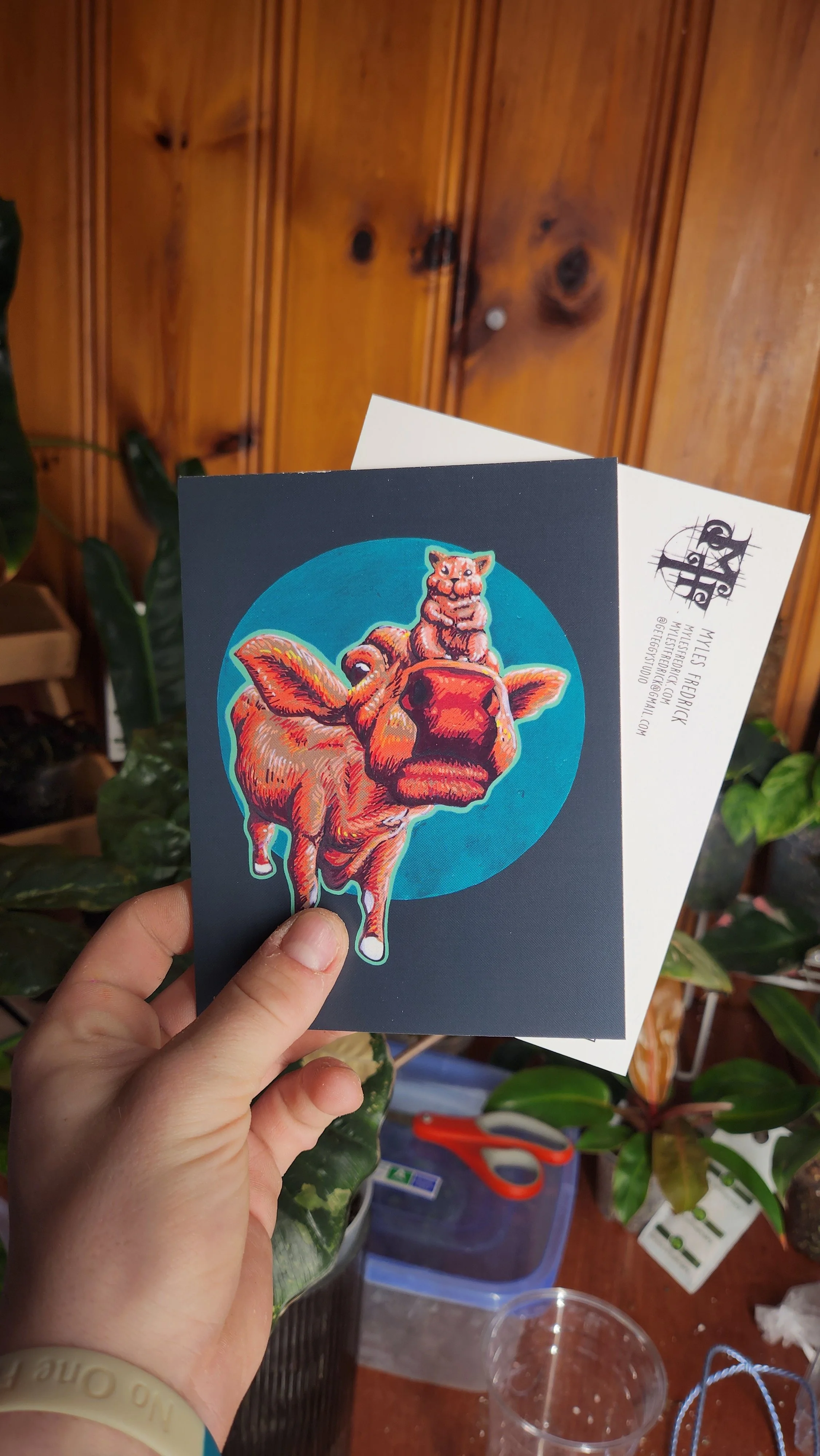 Wilbur Riding Cow Postcard