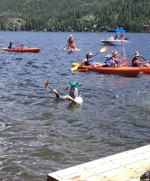 Dog wearing a green hat swimming in a lake with people kayaking and paddleboarding in the background.