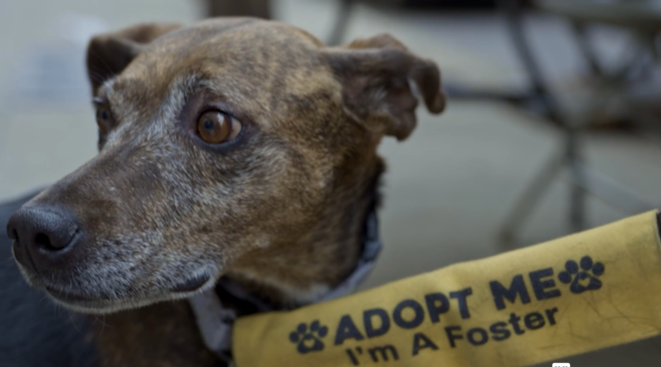 Puppy Love: Tails of the City