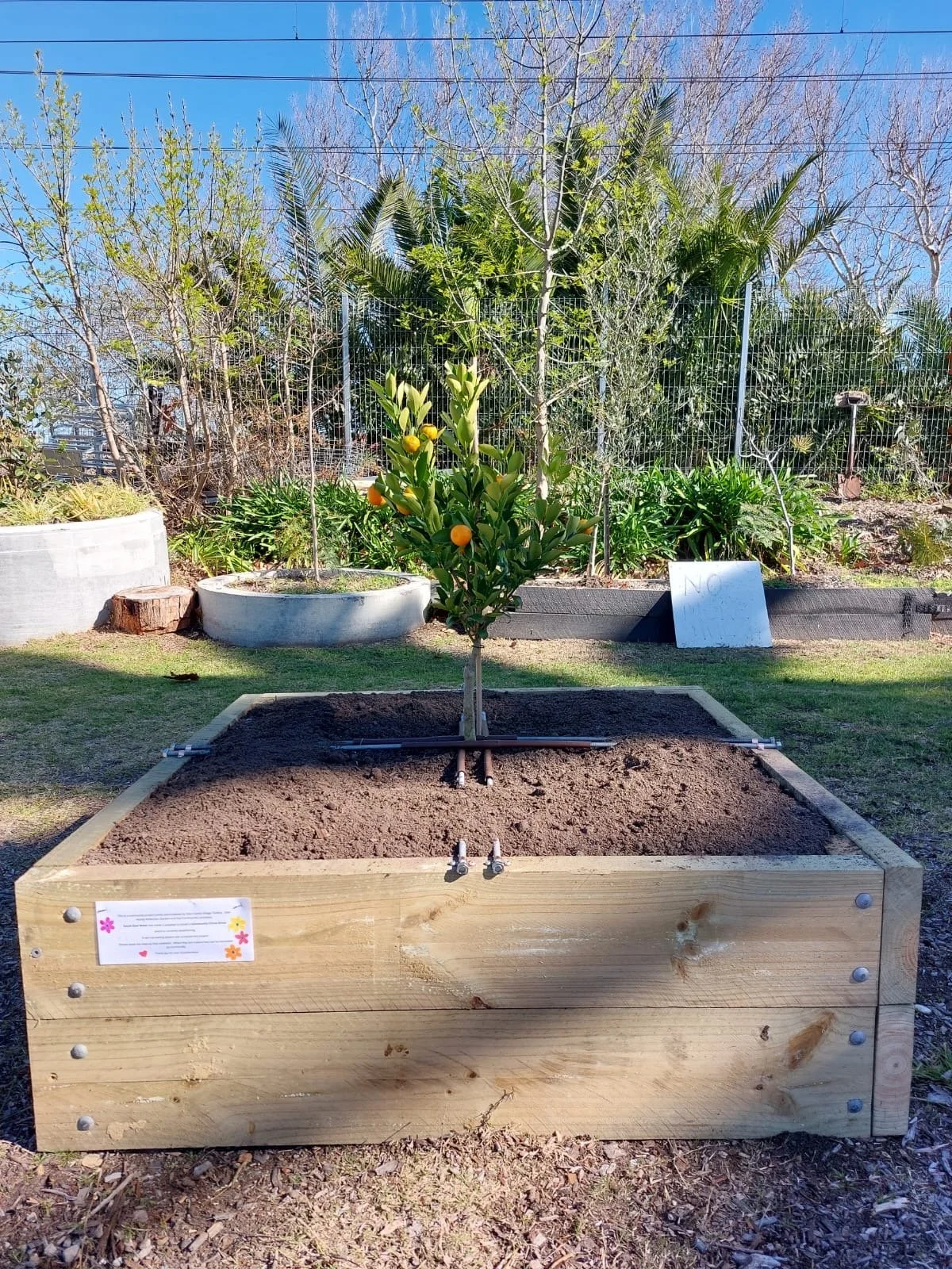 5 Citrus Trees in and ready !