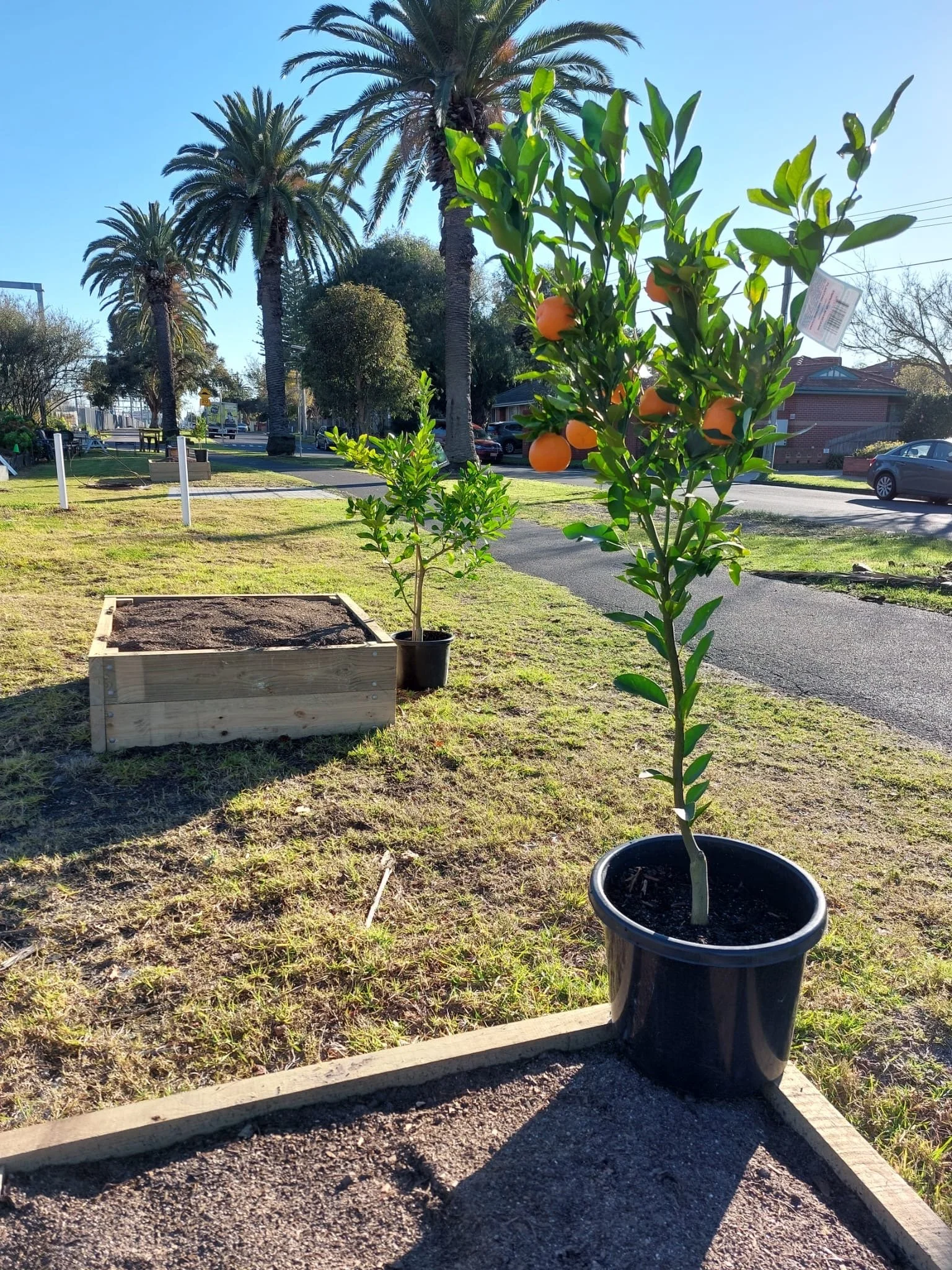 Citrus Plants Going In