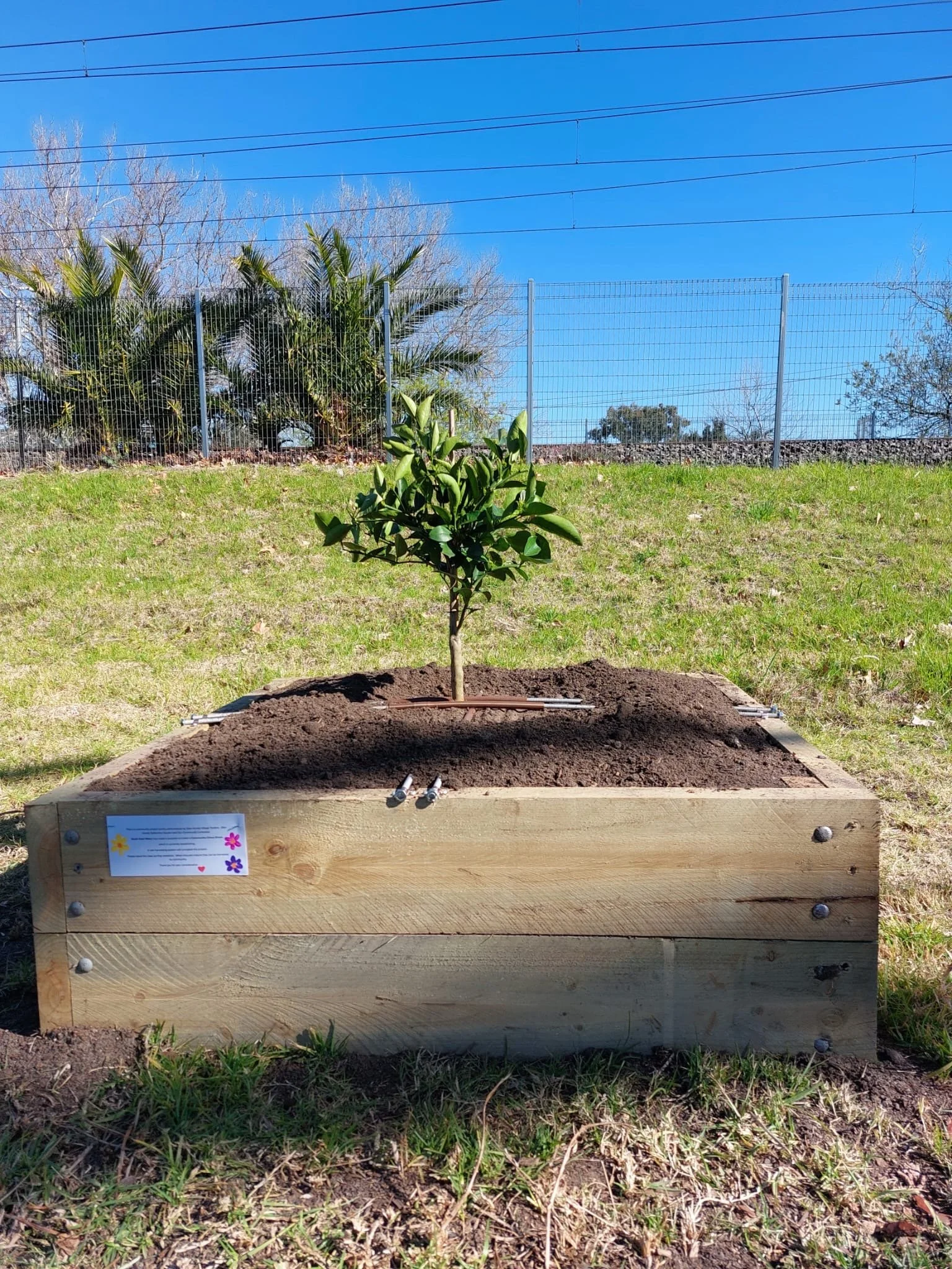 5 Citrus Trees in and ready !