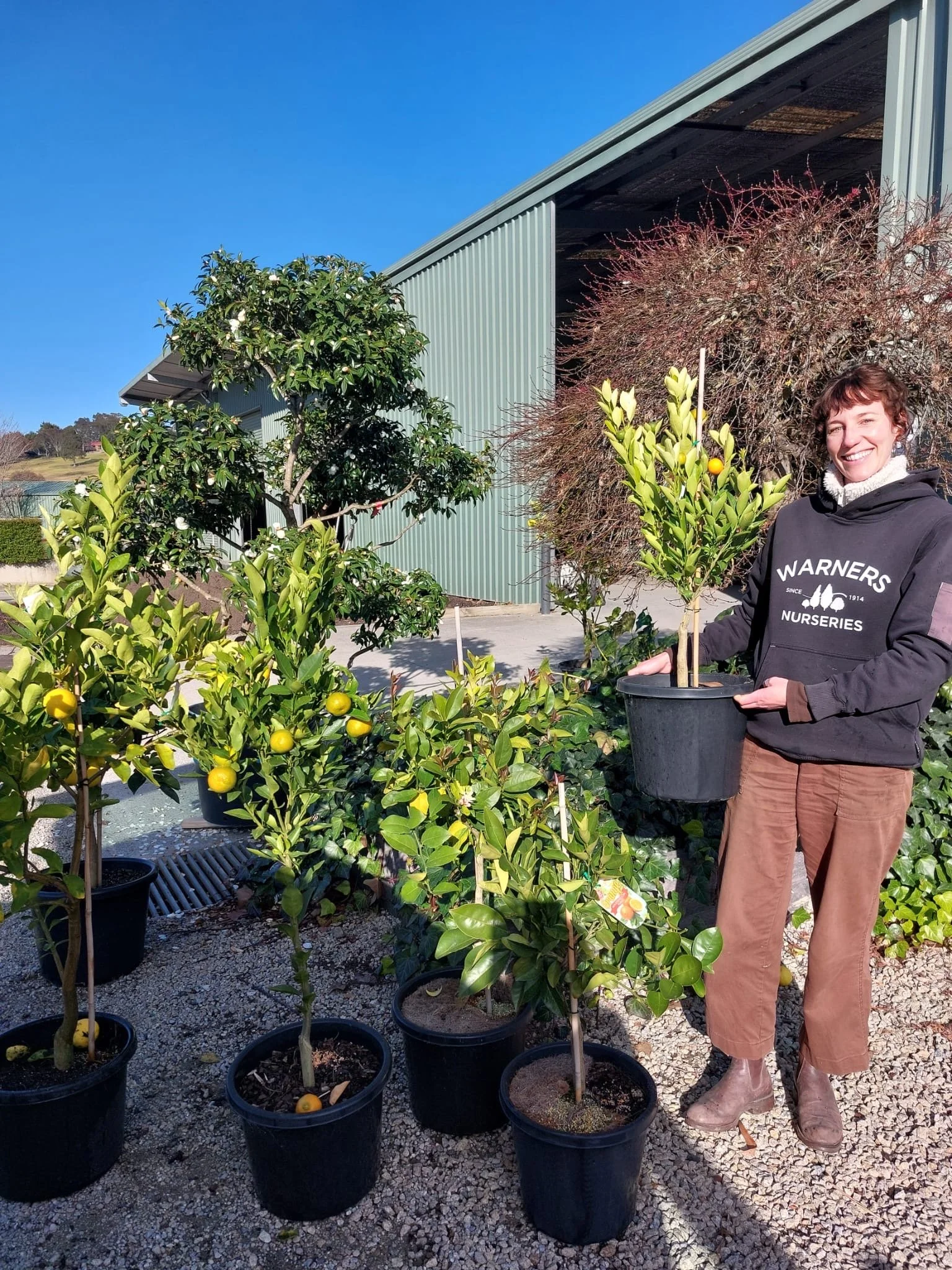 Citrus Plants & Herbs from Warners 