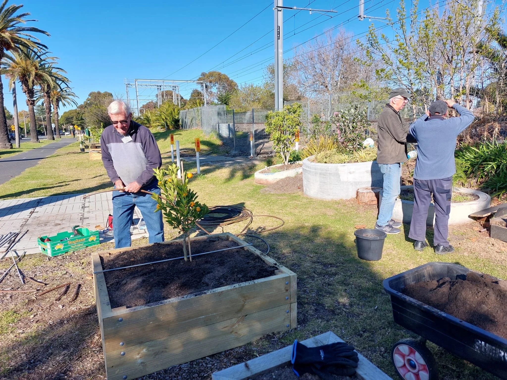 Citrus Plants Going In from the help of Mens Shed 