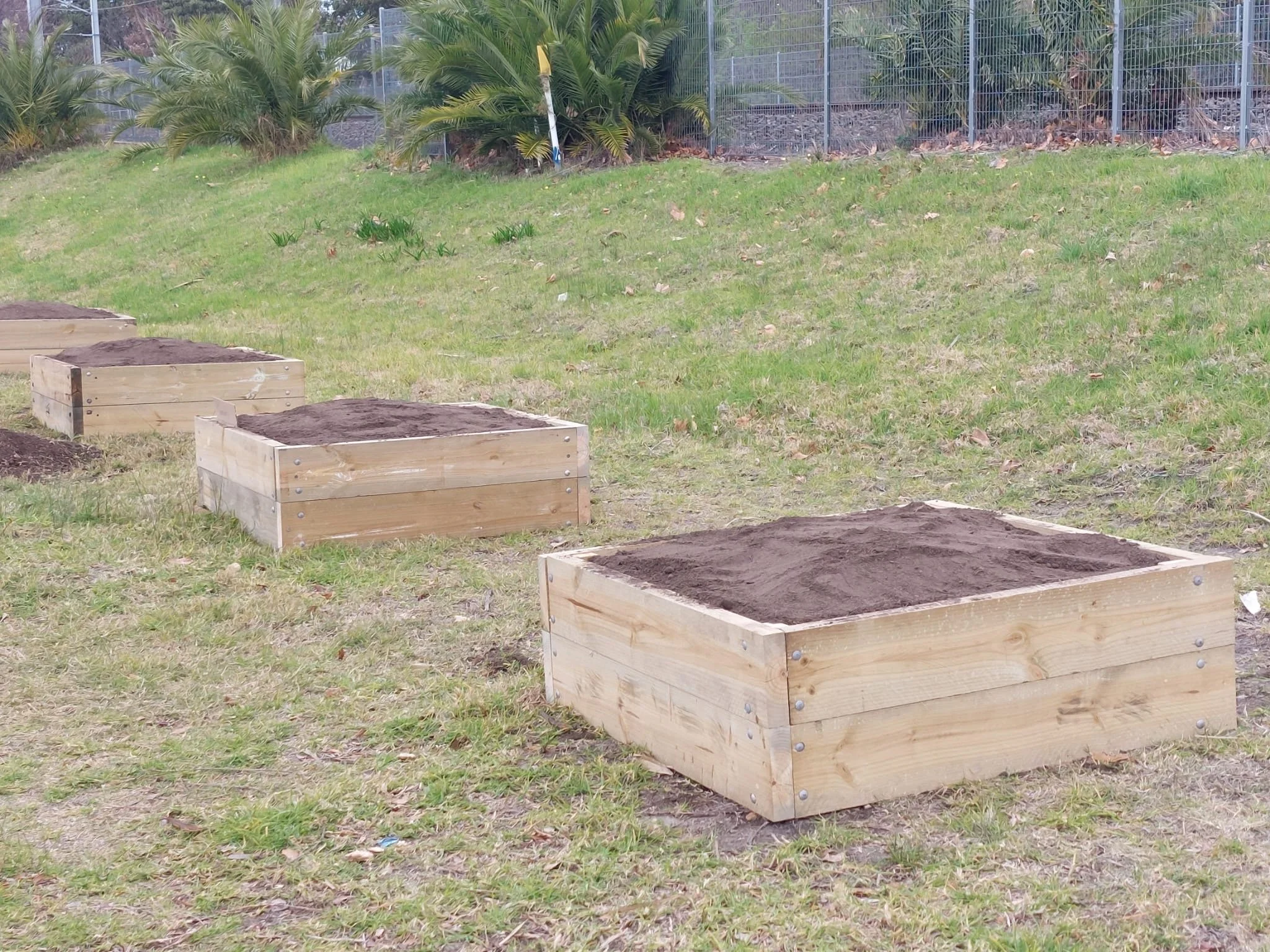 All our boxes laid out and Soil from Burdetts all filled in and ready for plants