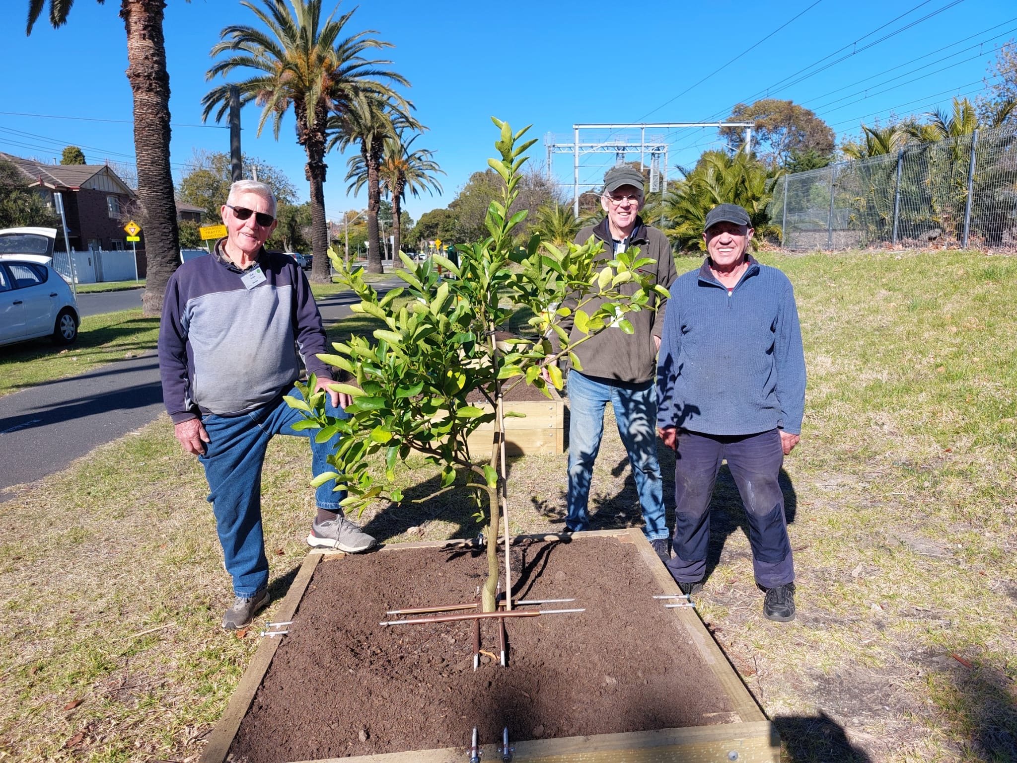 Mens Shed Secured the Citrus Plants in place to keep them safe