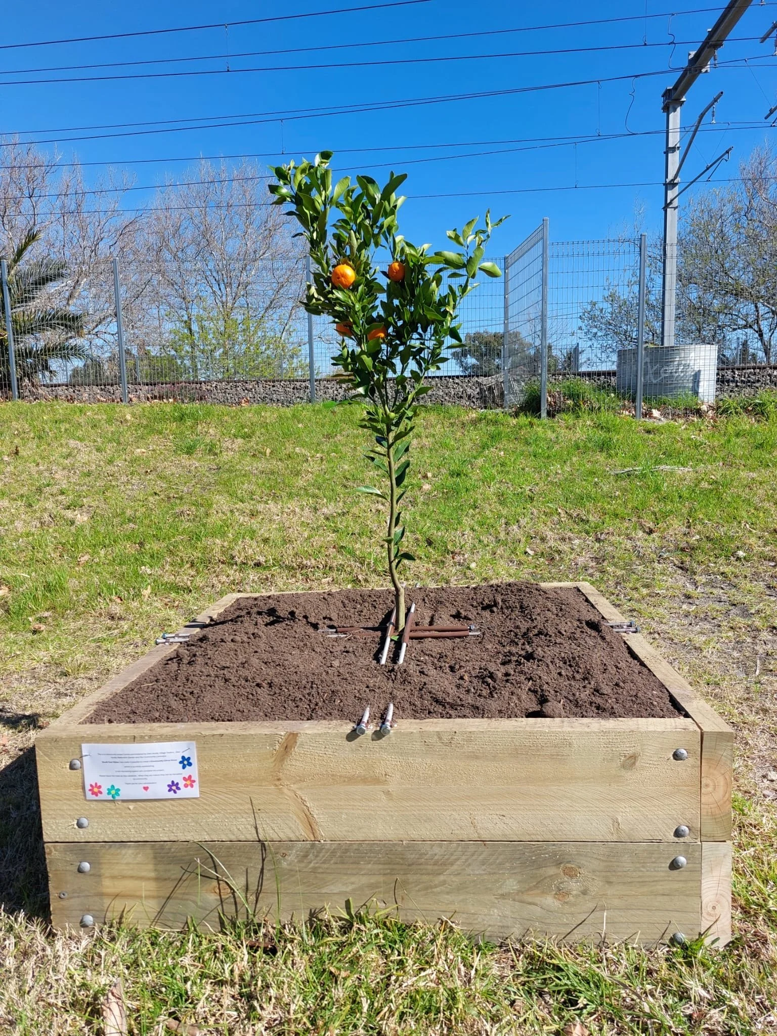 5 Citrus Trees in and ready !