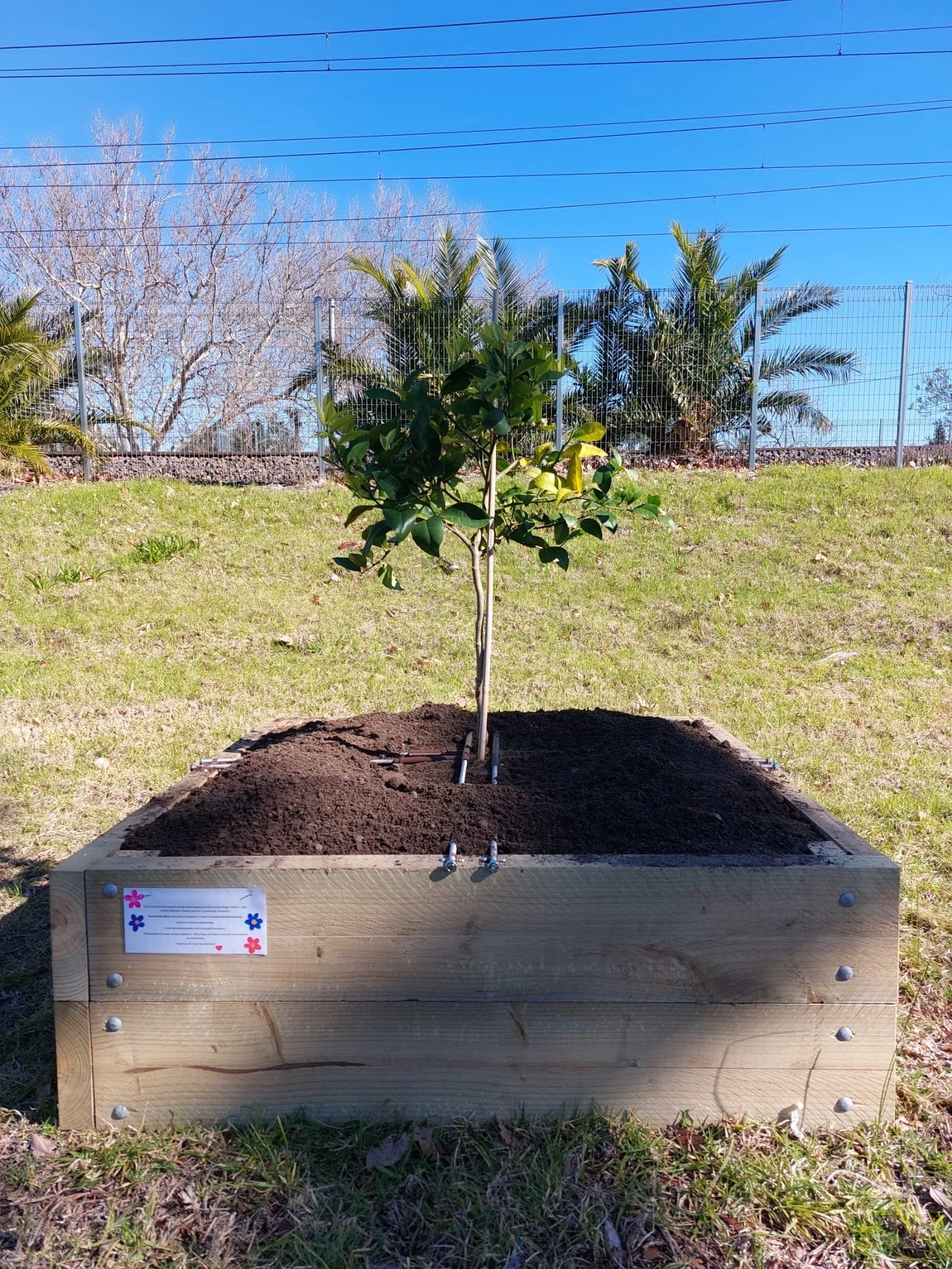 5 Citrus Trees in and ready !