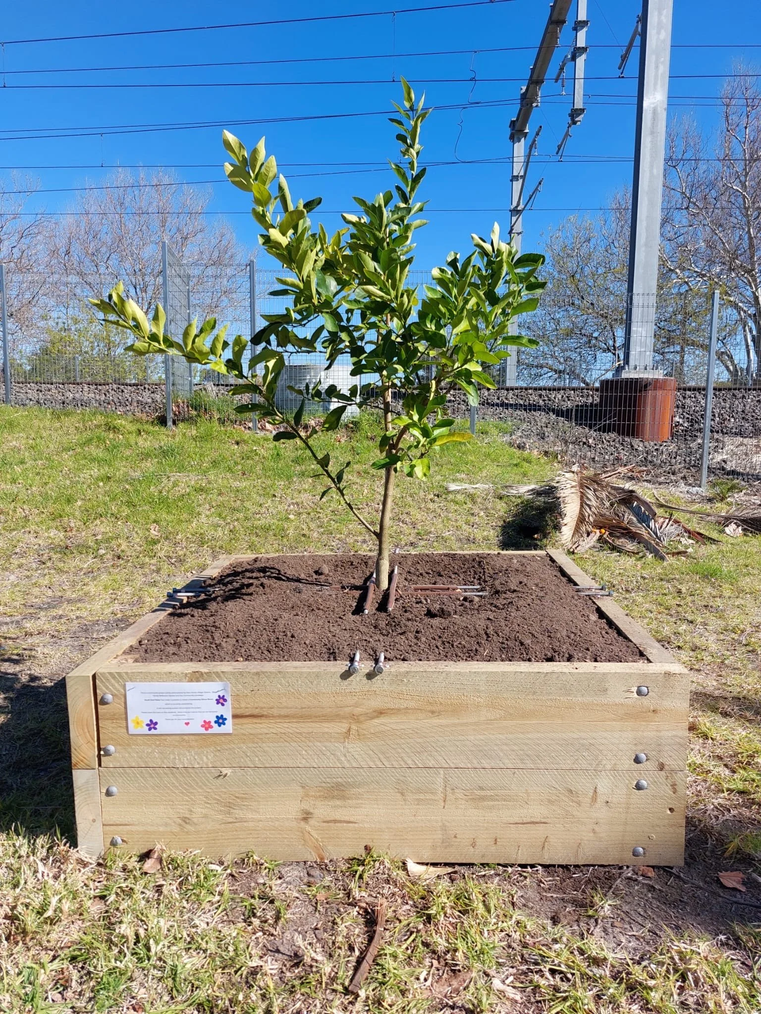 5 Citrus Trees in and ready !