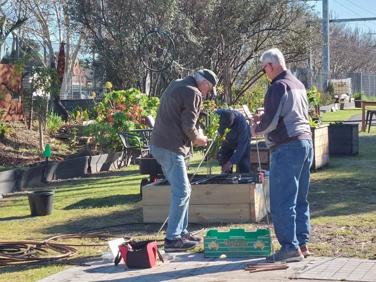 Citrus Plants Going In from the help of Mens Shed 