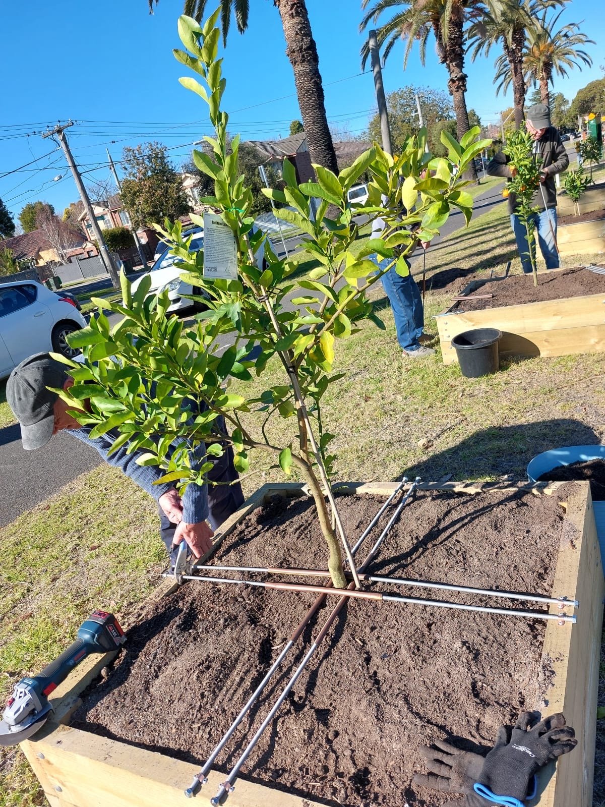 Mens Shed Secured the Citrus Plants in place to keep them safe