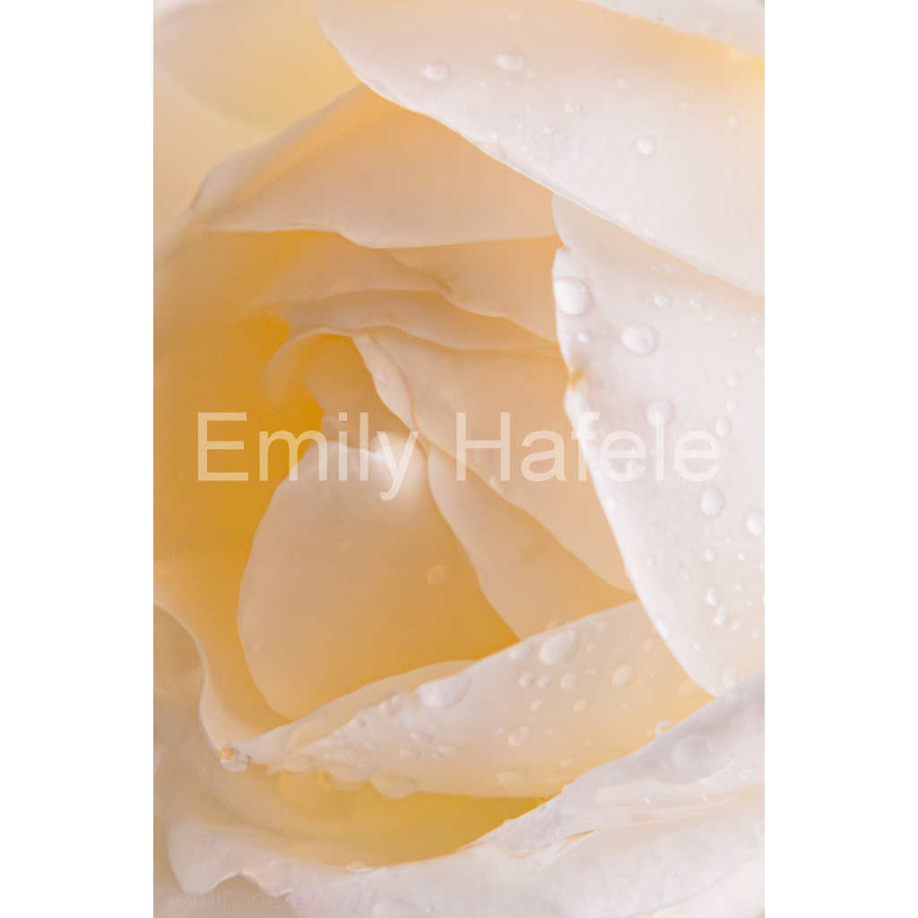 image_original_8bdd4f3b53de4a55399a37ca90b95b1e.png