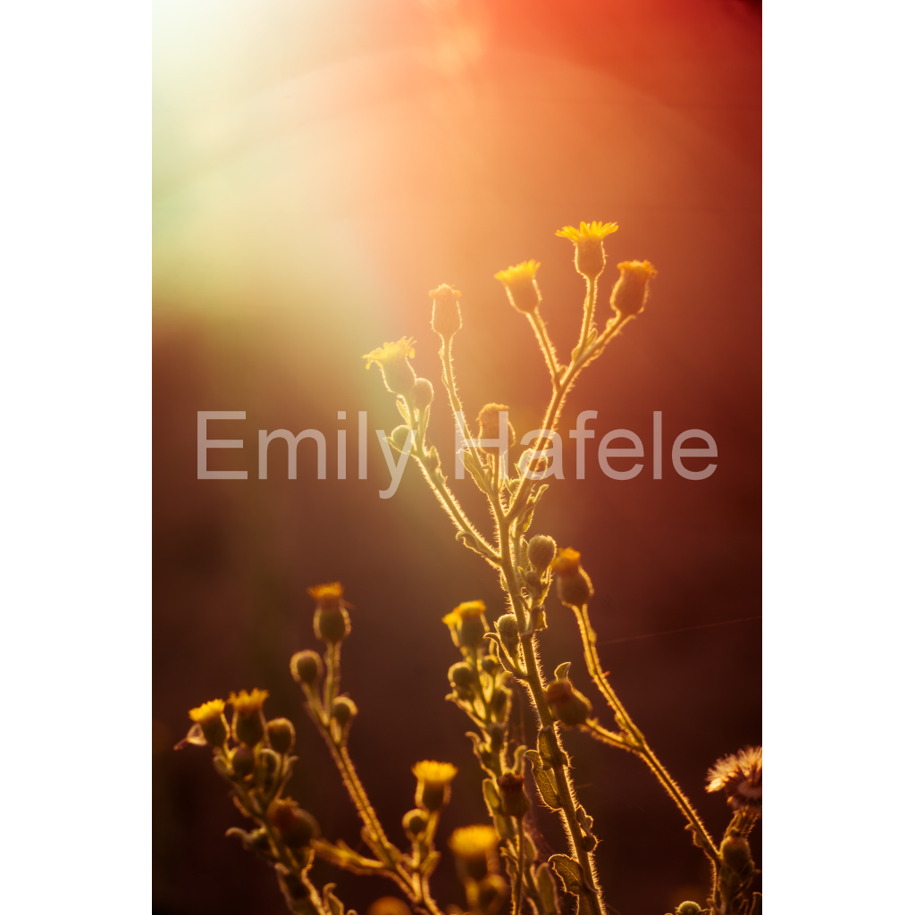 image_original_8bdd4f3b53de4a55399a37ca90b95b1e.png