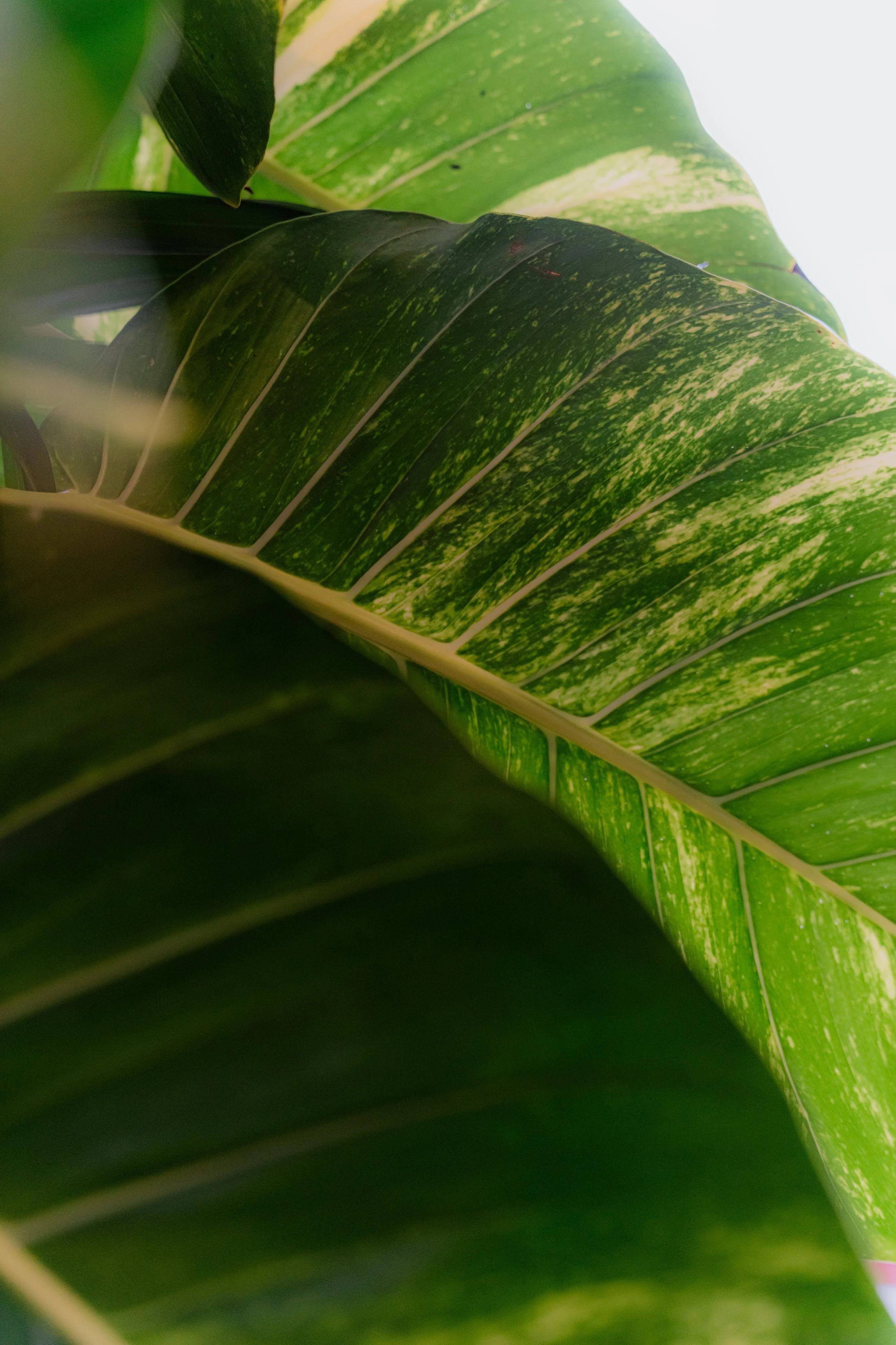 Geraldy & Jorge-195.jpg