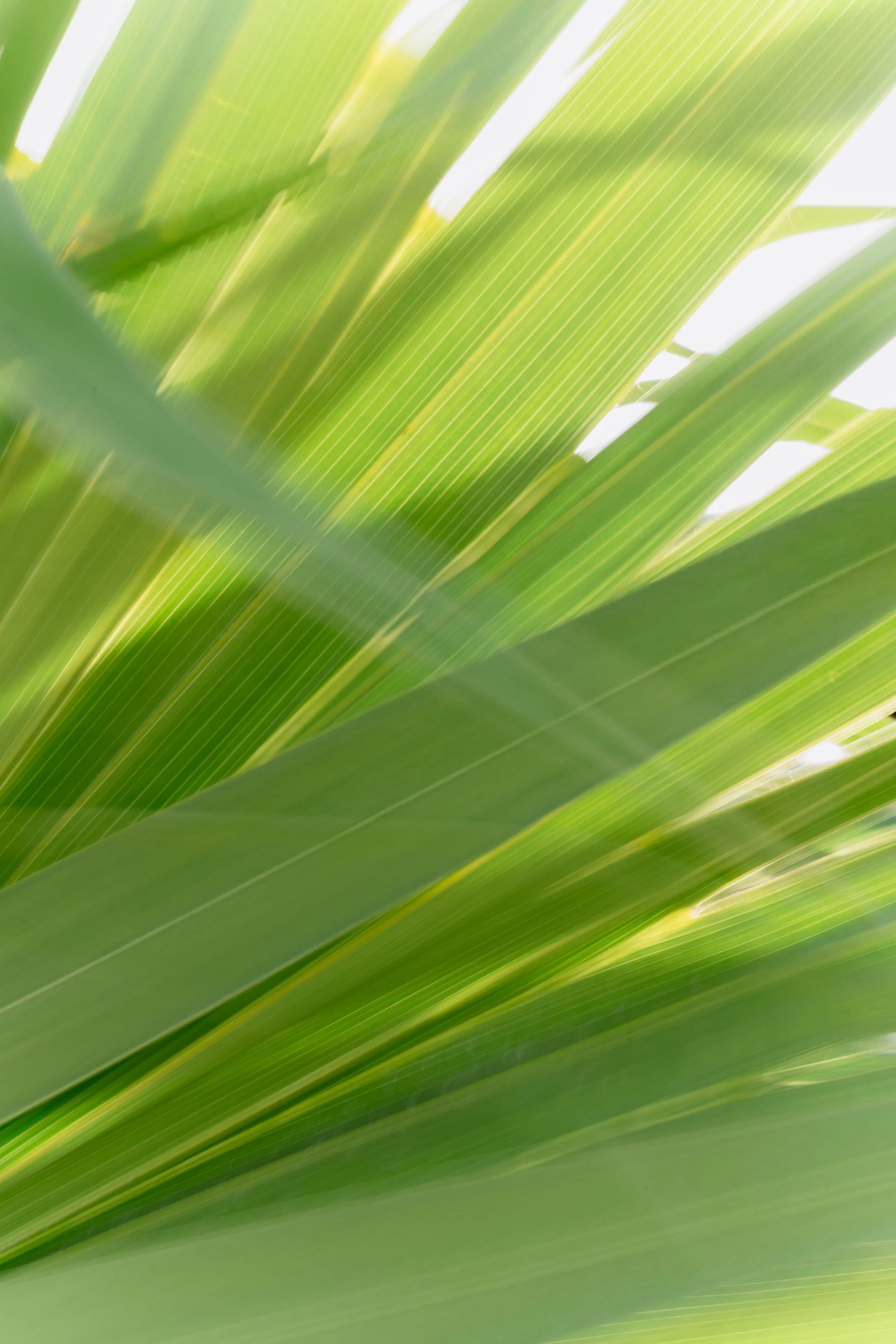 Jessica & Tyler-32.jpg