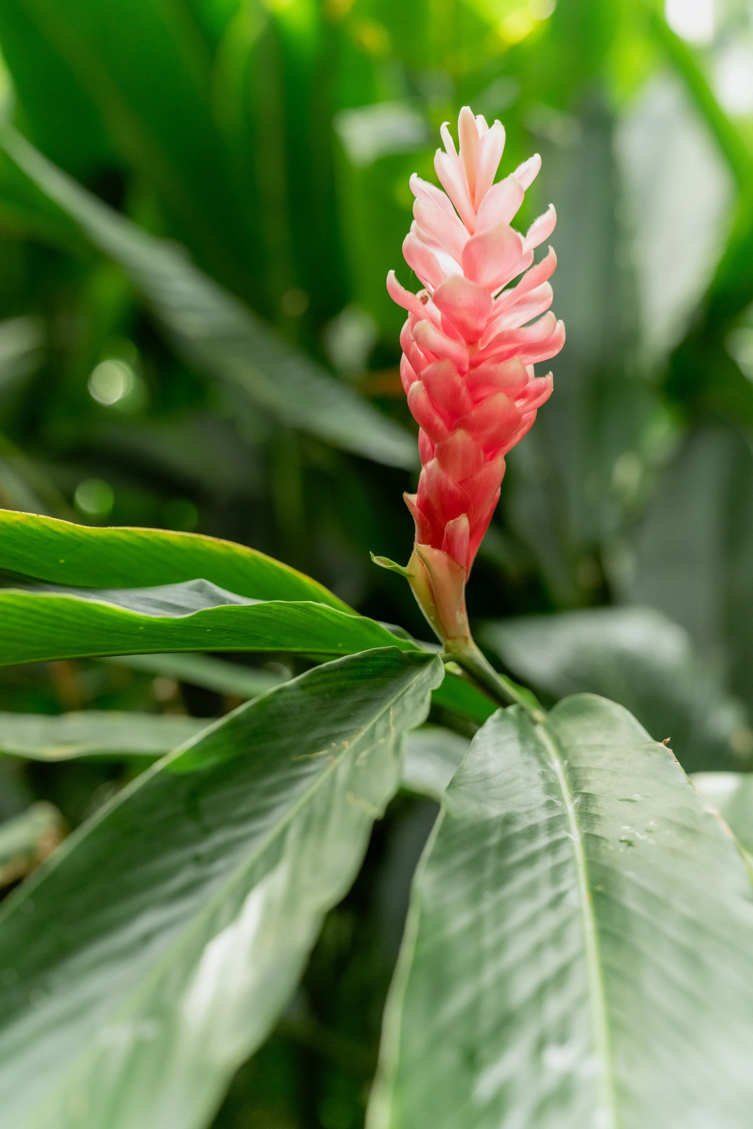 Aryana & Alberto-187.jpg