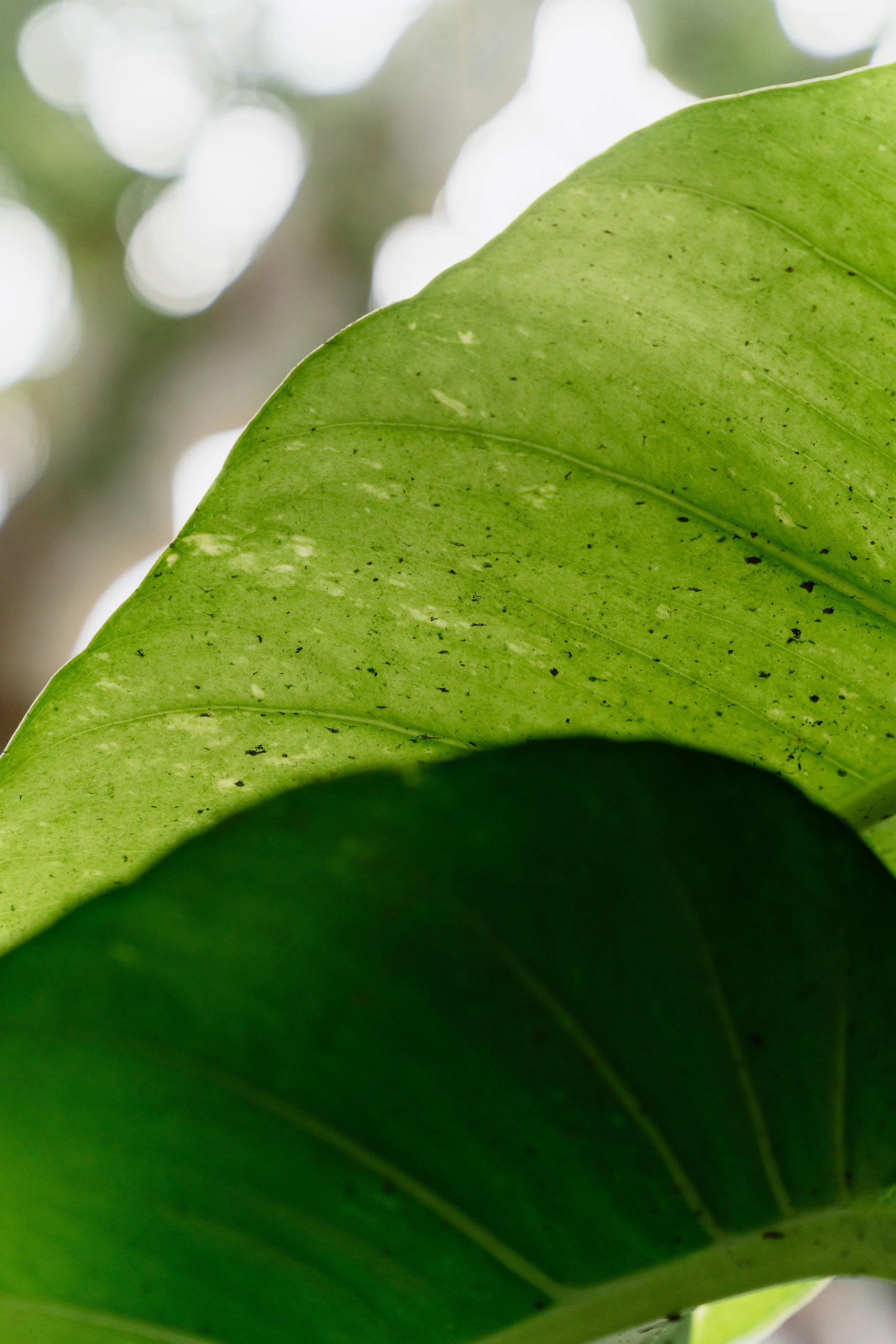 Geraldy & Jorge-117.jpg