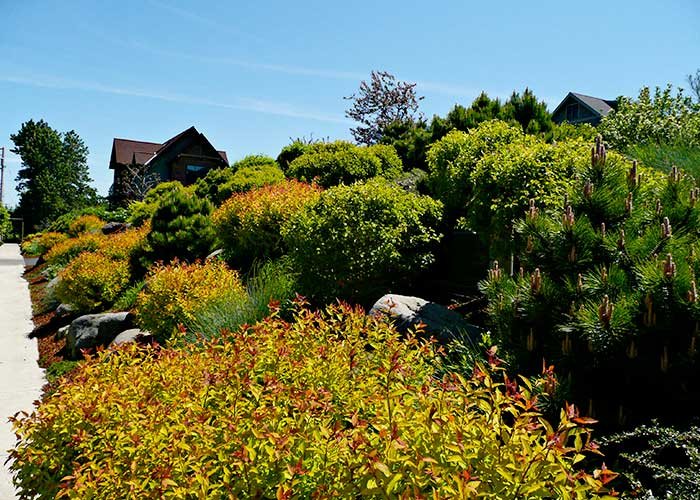 Abundant late spring view of lush shrubs and dwarf conifers, May 2009
