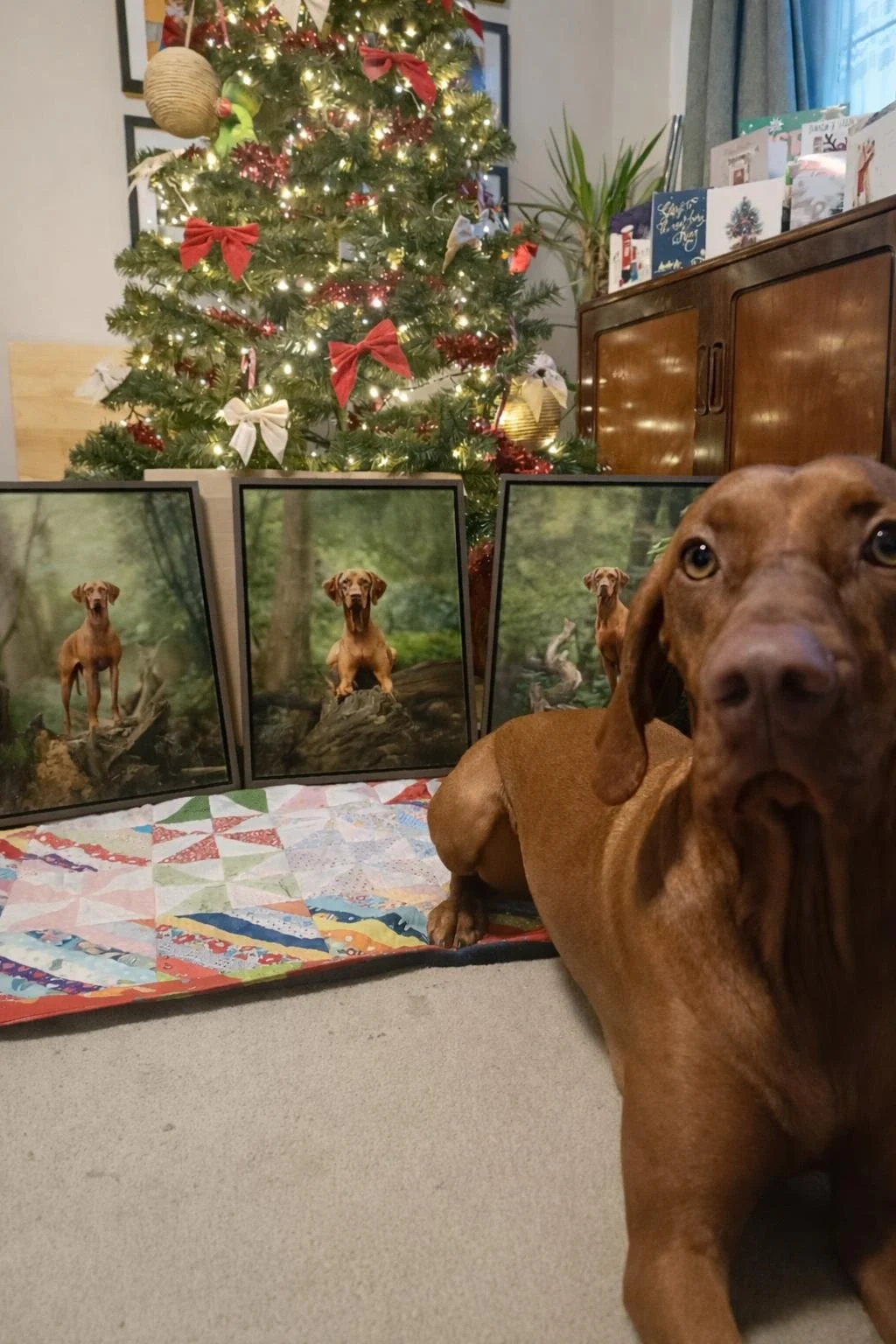 A Hungarian Viszla sat infront of three premium quality framed acrylic prints