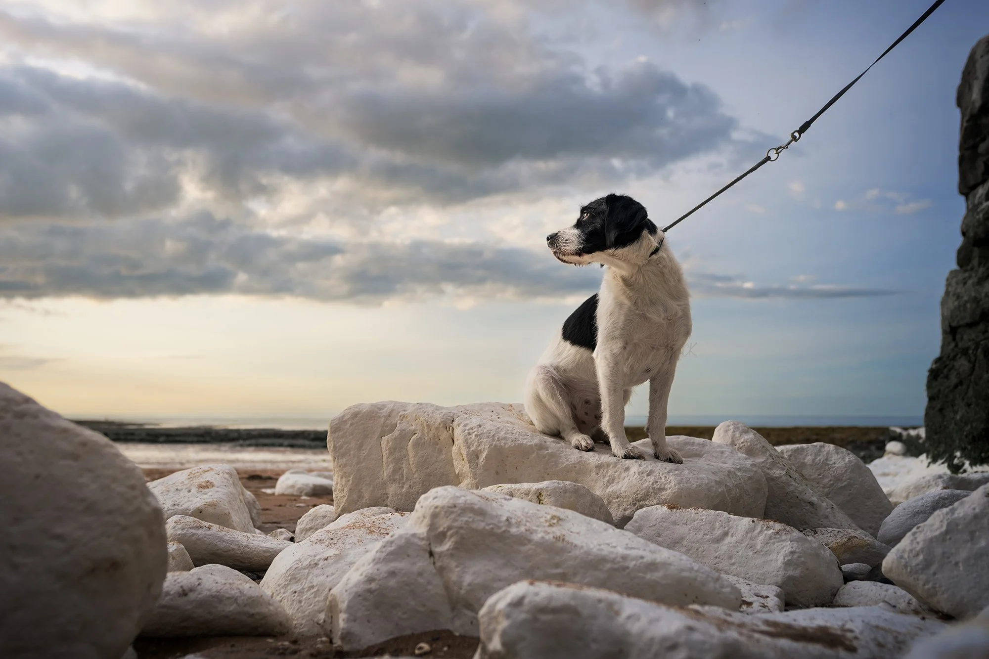 Award-winning coastal dog portrait of Marley on a Kent beach.