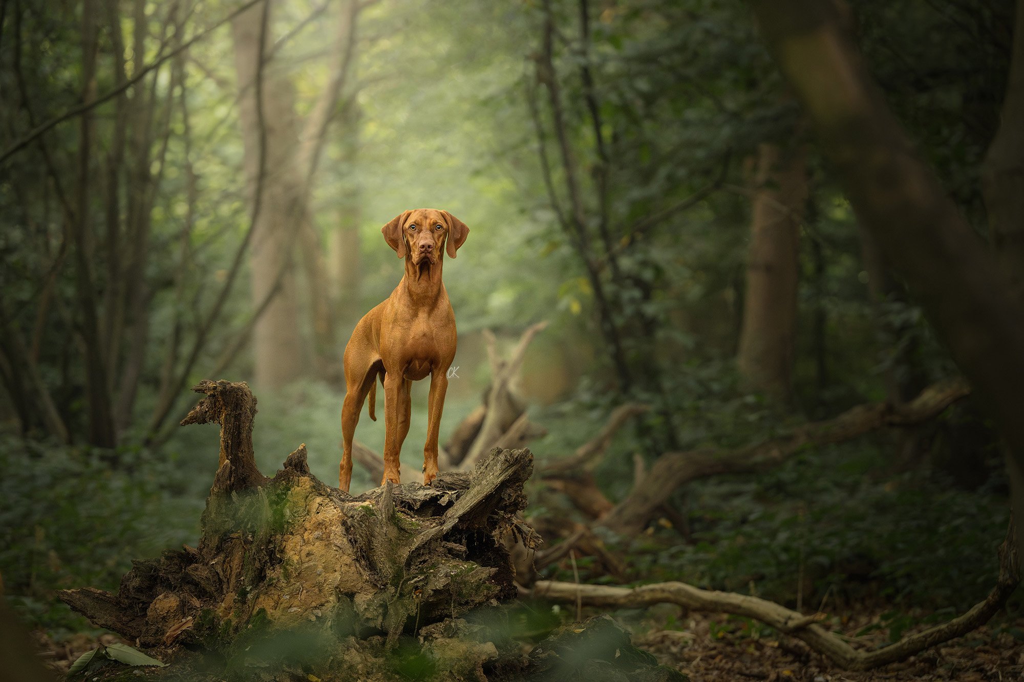 Dog photograph of a Hungarian Vizsla outdoors, atop a fallen tree in a woodland in Kent