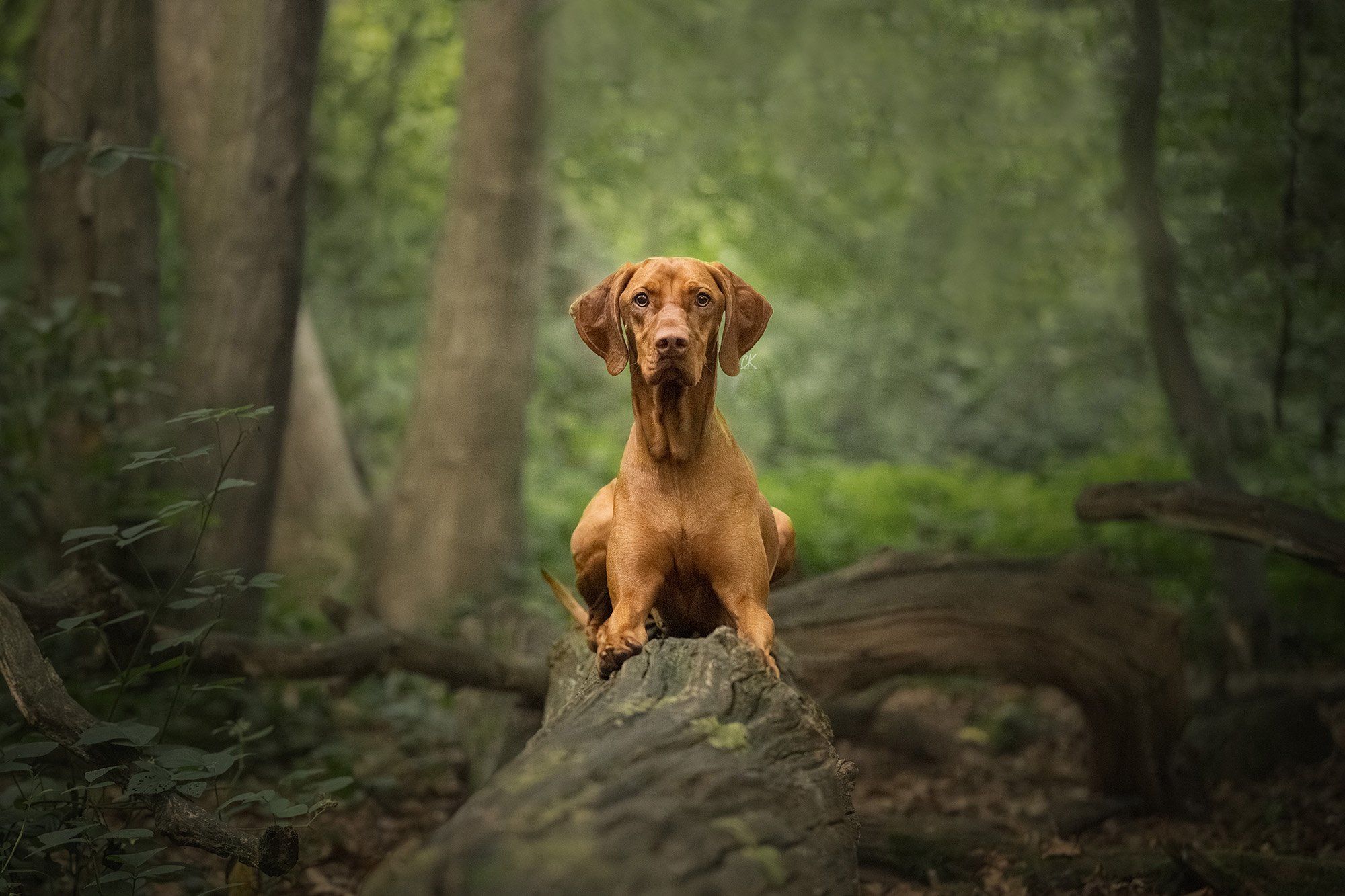 Dog photograph of a Hungarian Vizsla outdoors, atop a fallen tree in a woodland in Kent