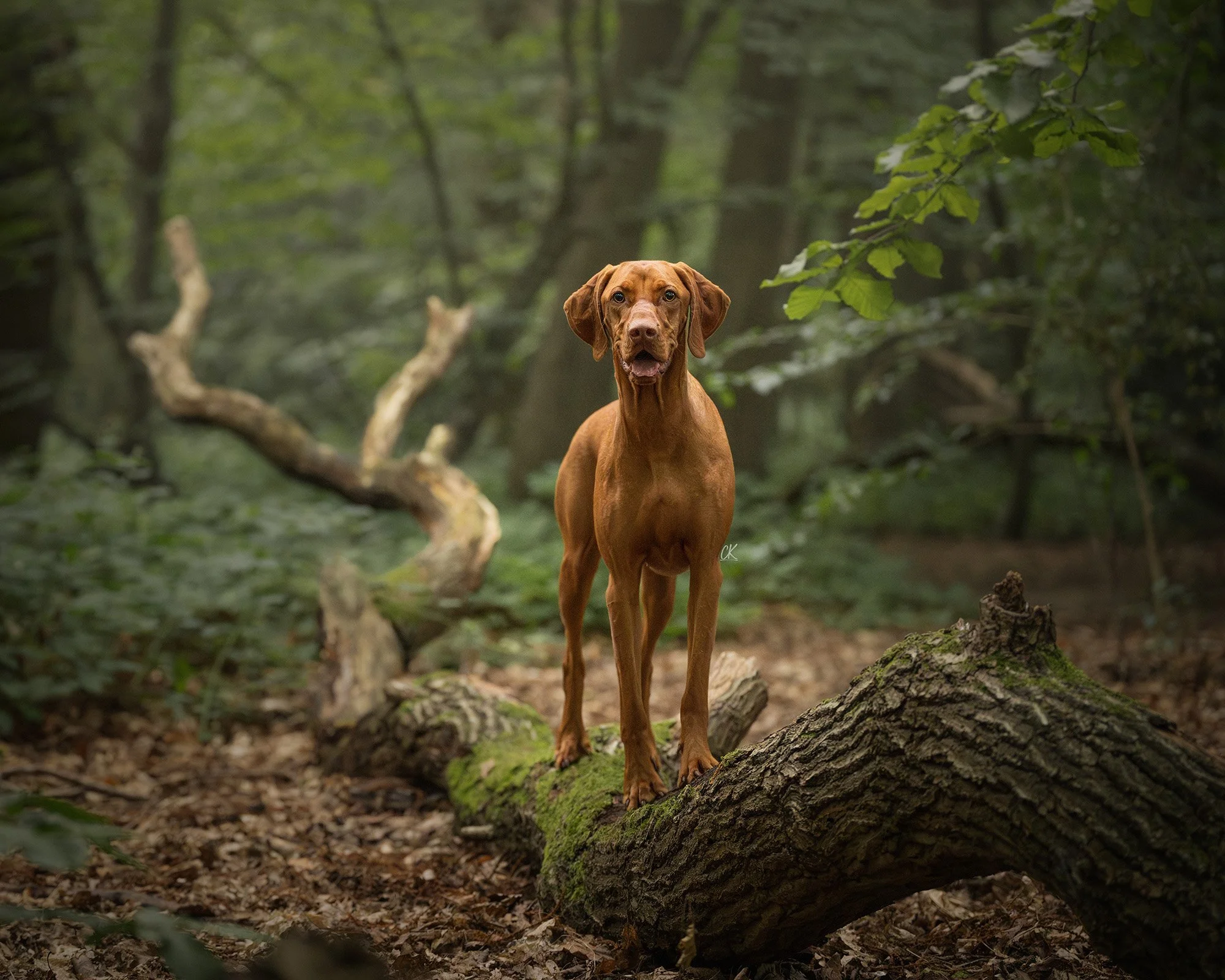 Dog photograph of a Hungarian Vizsla outdoors, atop a fallen tree in a woodland in Kent