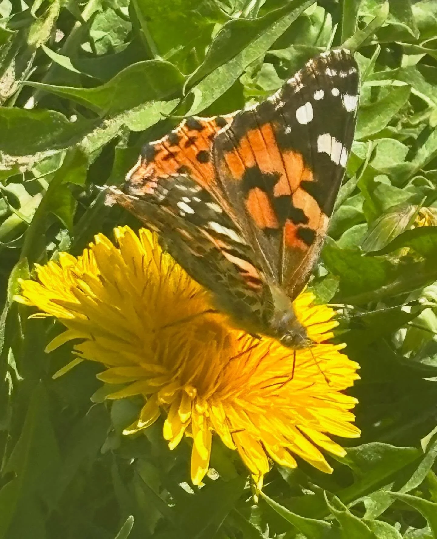 Painted Lady eating a dandelion flower #butterfly #mondaymotivation #paintedlady #spring #california