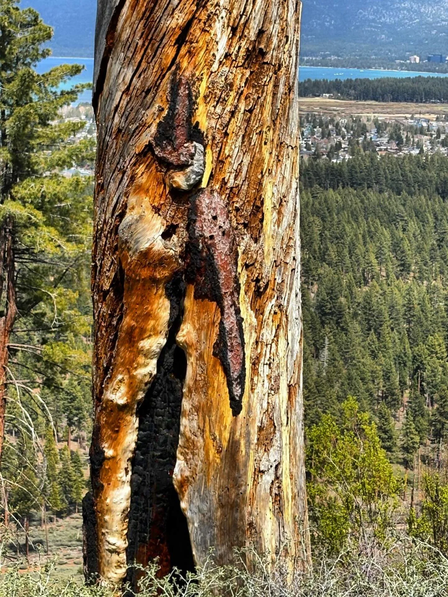 The tree&rsquo;s core has been burnt out due to a forest fire 🔥 #forestfire #tree #burnttrees #laketahoe #california