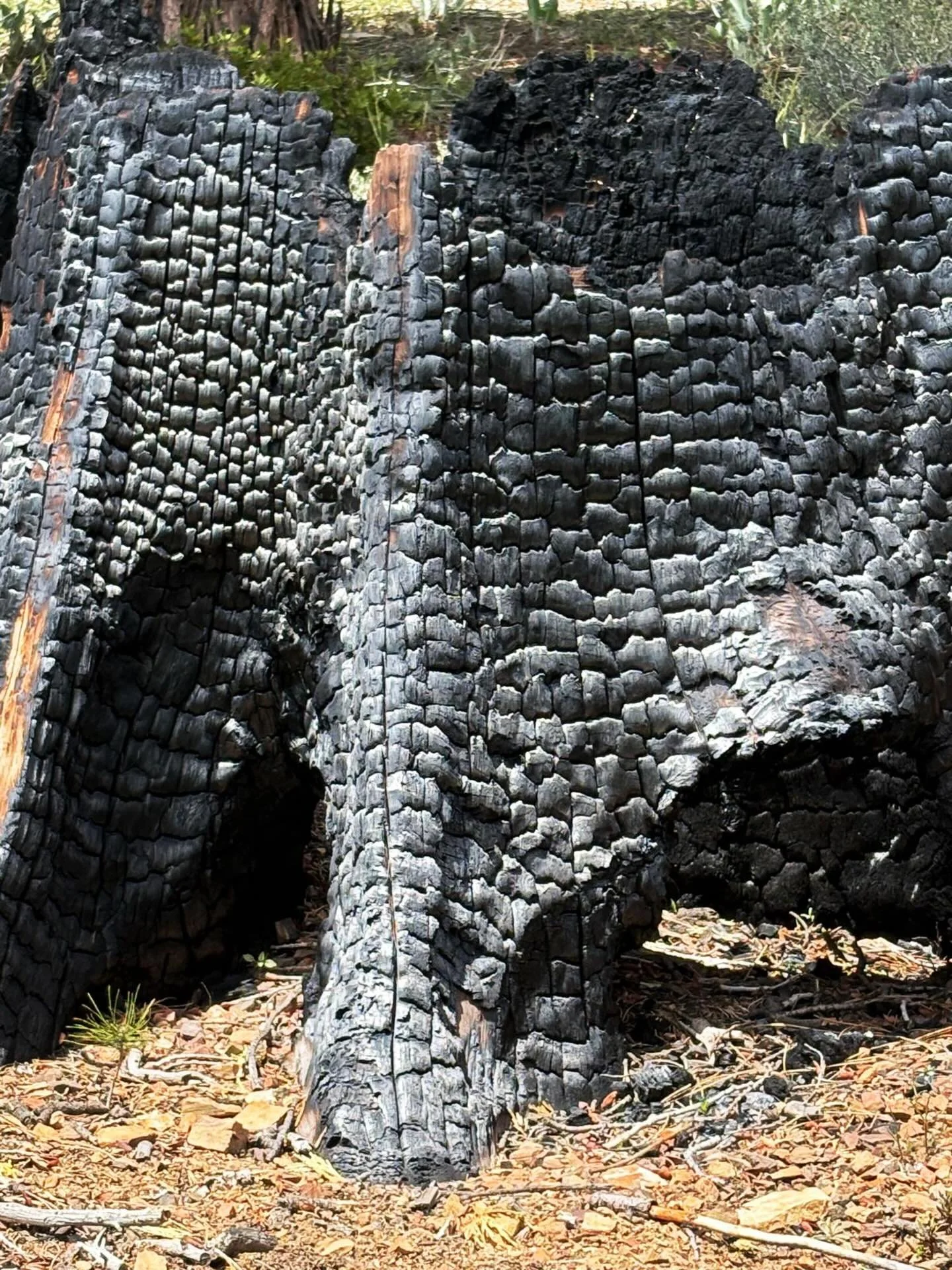 Burnt out tree trunk from forest fire #carbon #forestfire #tree #laketahoe #california