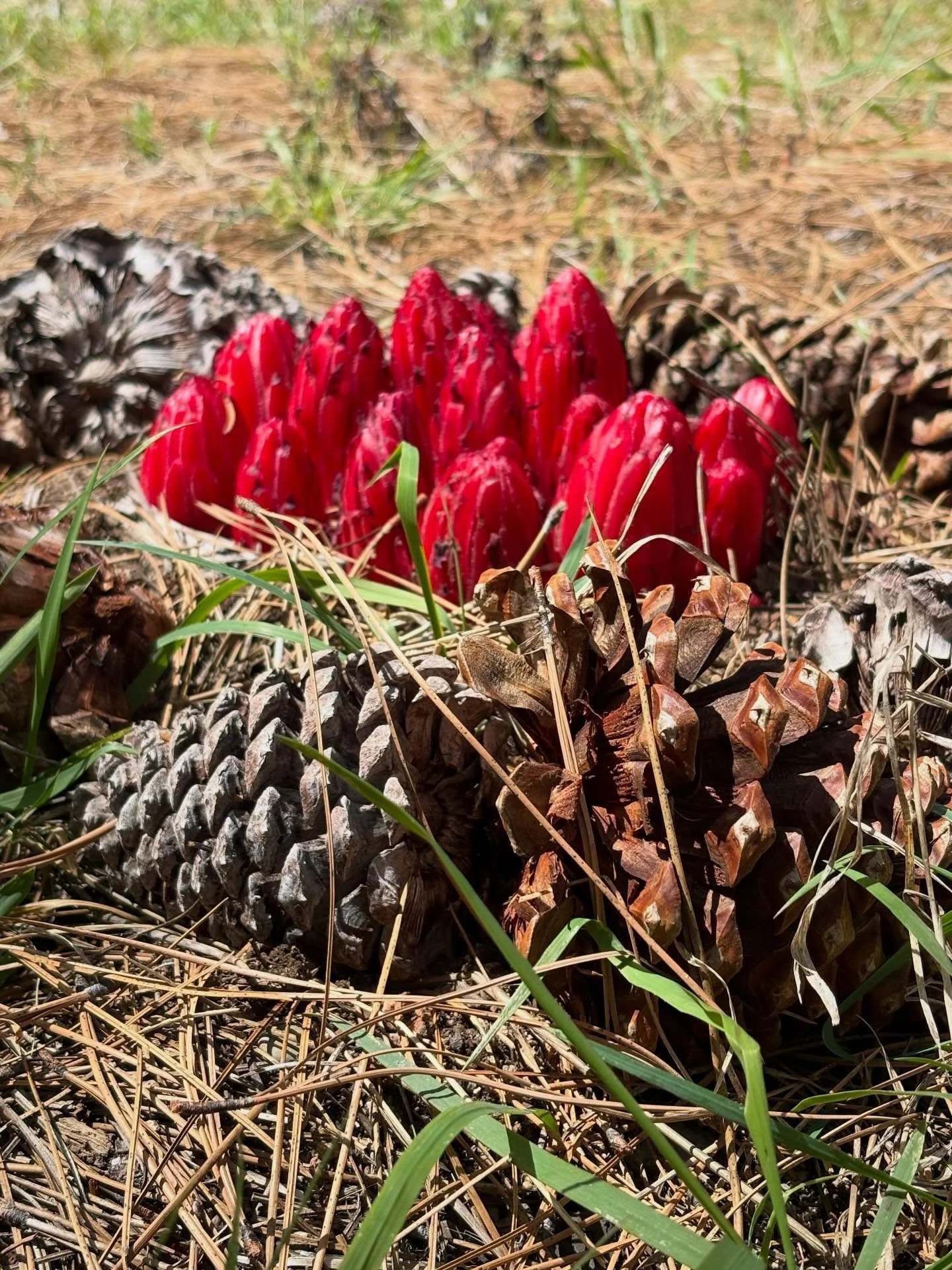 Snow Plant (Sarcodes sanguinea), a striking, parasitic wildflower native to the Sierra Nevada Region. #snowplant #flora #spring #springtime🌸 #laketahoe