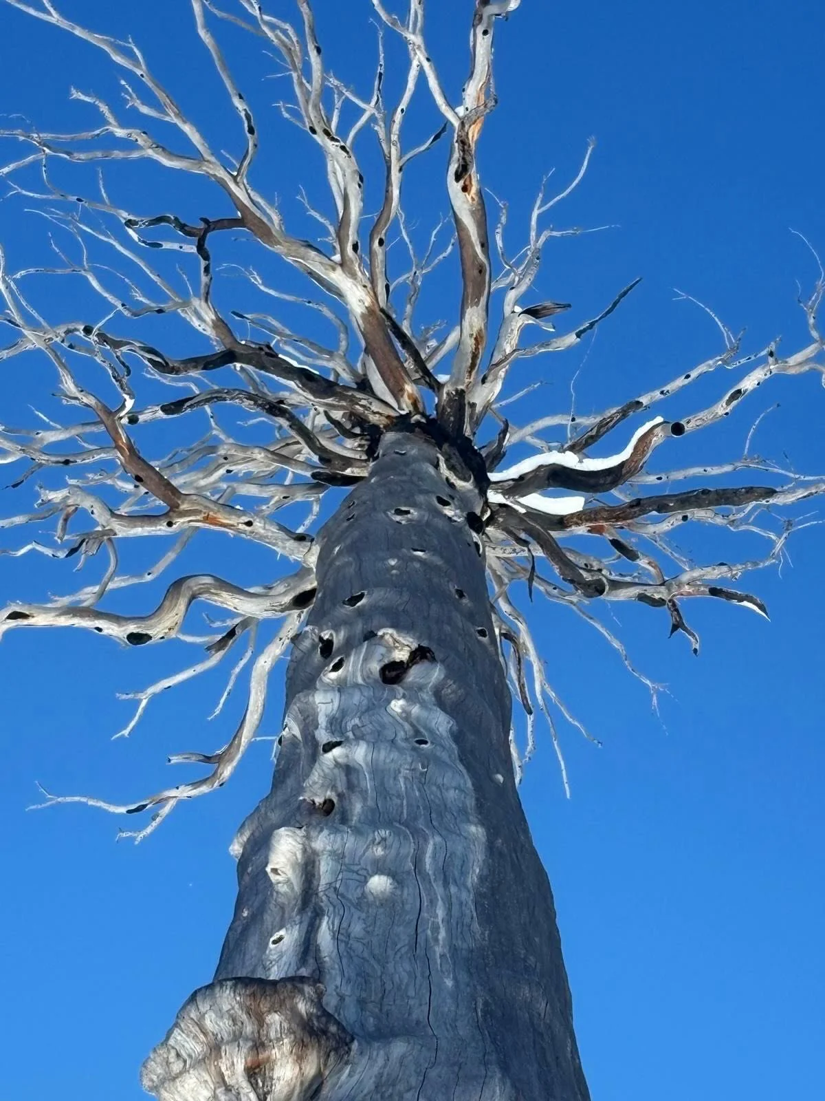 Silver trunked dead tree #southlaketahoe #laketahoe #tree #silvertree #california
