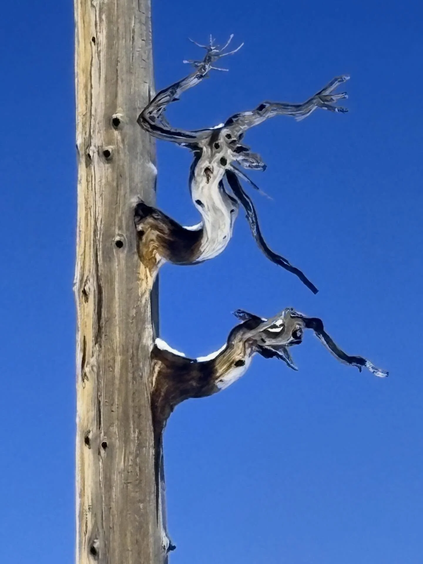 Tree trunk with twisted branches, high above Lake Tahoe #tree #bluesky #laketahoe #california #treestagram