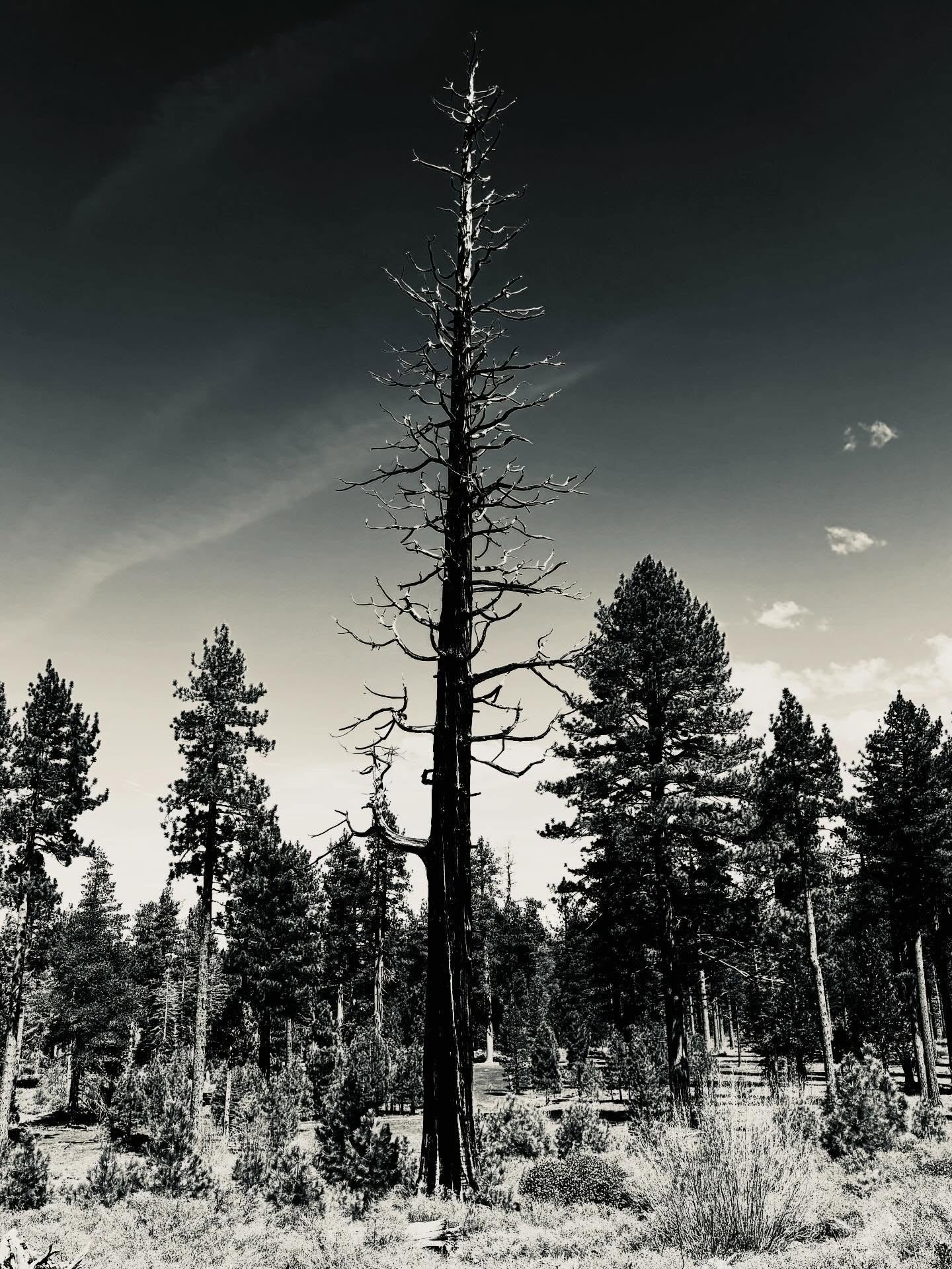 Fire damaged dead tree, Lake Tahoe, California #tree #blackandwhite #blackandwhitephotography #laketahoe #california