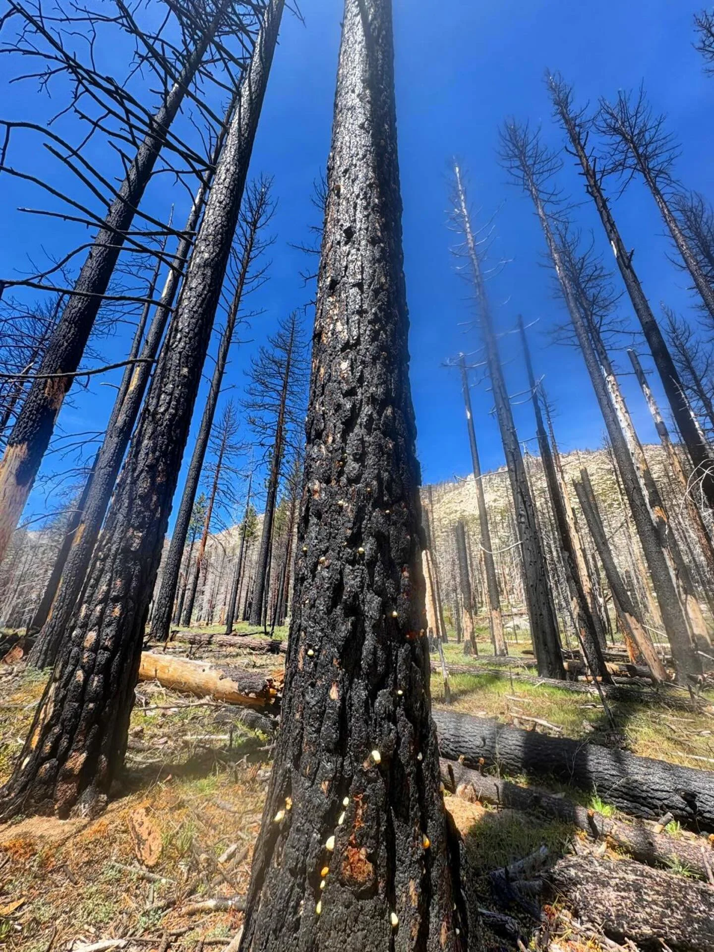 Forest Fire  burnt trees in Grover Hot Springs State Park, Markleeville, California #groverhotsprings #shaycreek #lakeTahoe #california #forestfire