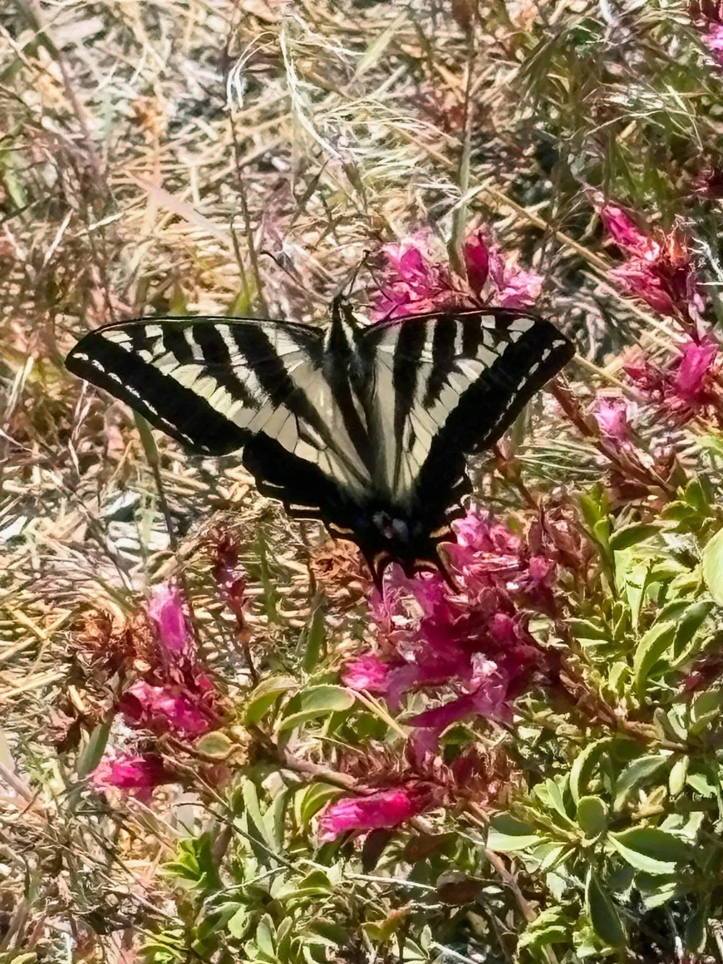 The Zebra Swallowtail, Eurytides Marcellus. Shot on May 1st in South Lake Tahoe, California. #butterfly #🦋 #swallowtail #swallowtailbutterfly #california