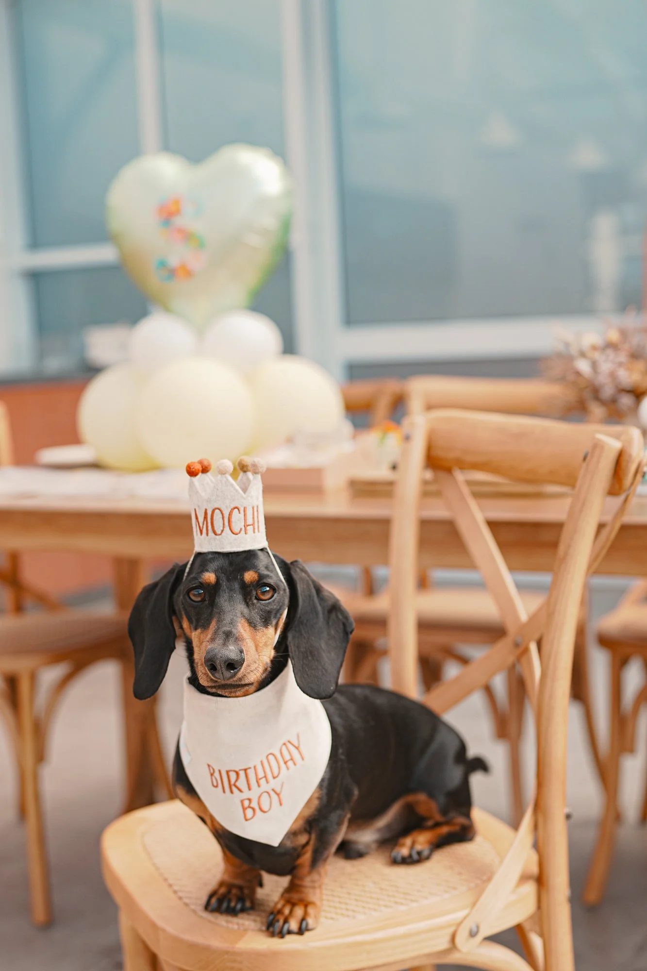 Melbourne Rooftop Event Venue Dog Puppy Party Mochi-63.jpg