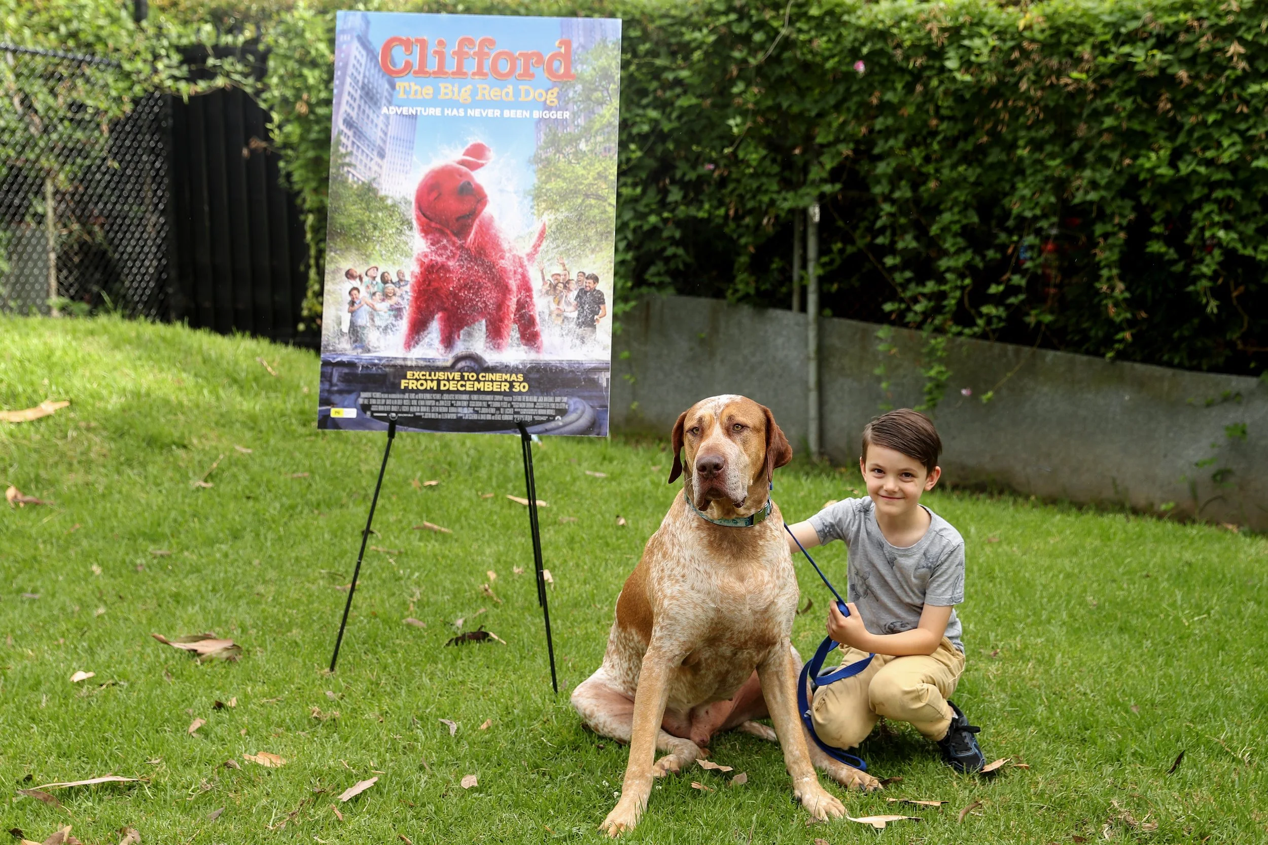  SYDNEY, AUSTRALIA - DECEMBER 01: Nuclear, a shelter dog searches for his fur-ever home as CLIFFORD THE BIG RED DOG fronts the RSPCA NSW’s Big Dog Adoption Drive on December 01, 2021 in Sydney, Australia. (Photo by Brendon Thorne/Getty Images for Par