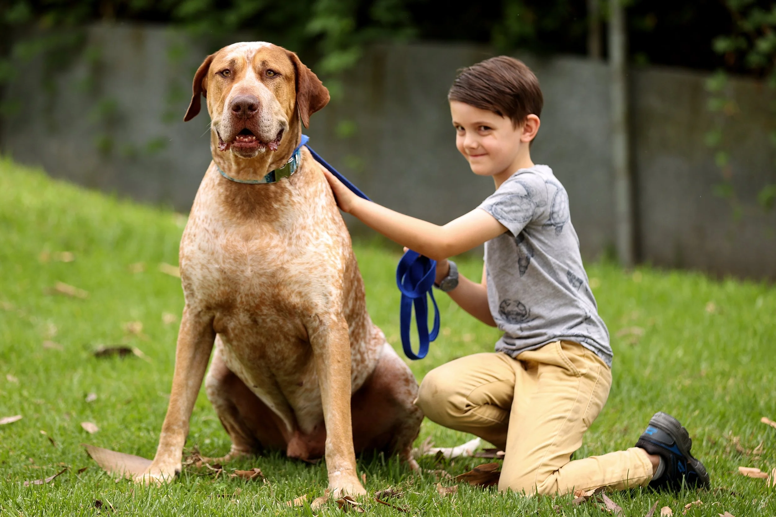  SYDNEY, AUSTRALIA - DECEMBER 01: Nuclear, a shelter dog searches for his fur-ever home as CLIFFORD THE BIG RED DOG fronts the RSPCA NSW’s Big Dog Adoption Drive on December 01, 2021 in Sydney, Australia. (Photo by Brendon Thorne/Getty Images for Par